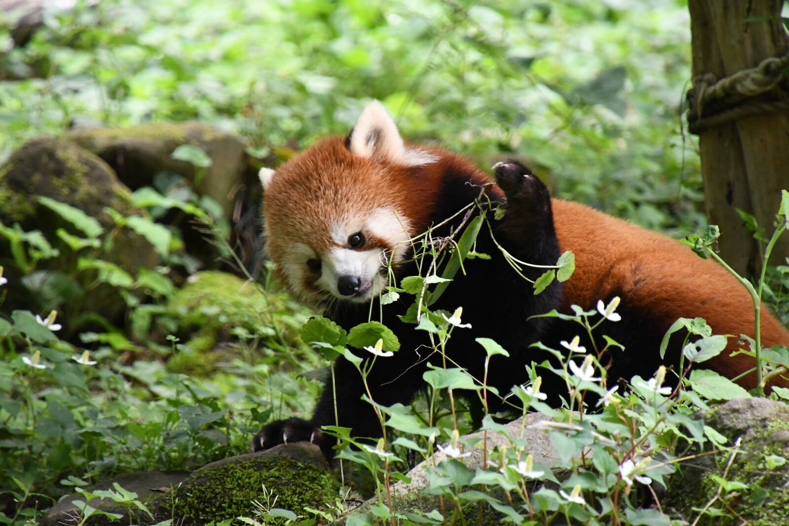 Nikon D7500 sample photo. Redpanda, animal, zoo photography