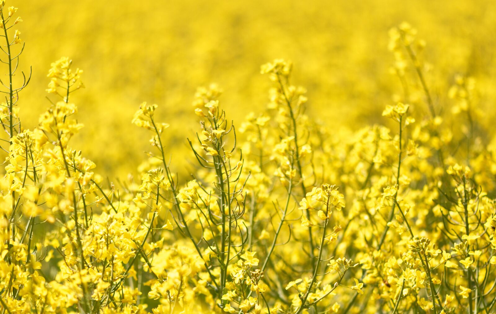 Nikon D7200 sample photo. Oilseed rape, field of photography