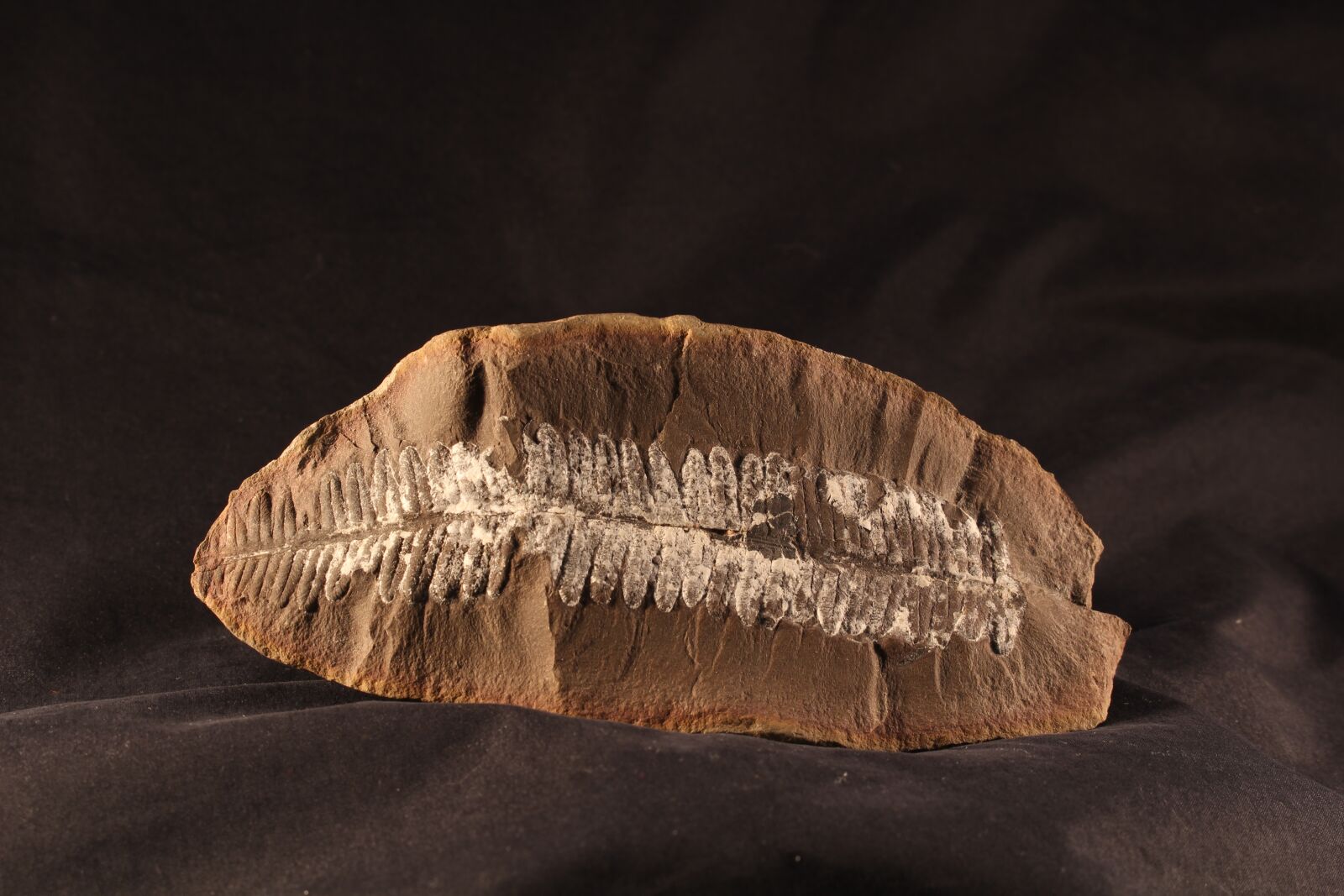 Canon EOS 100D (EOS Rebel SL1 / EOS Kiss X7) sample photo. Fossil, fern, rock photography