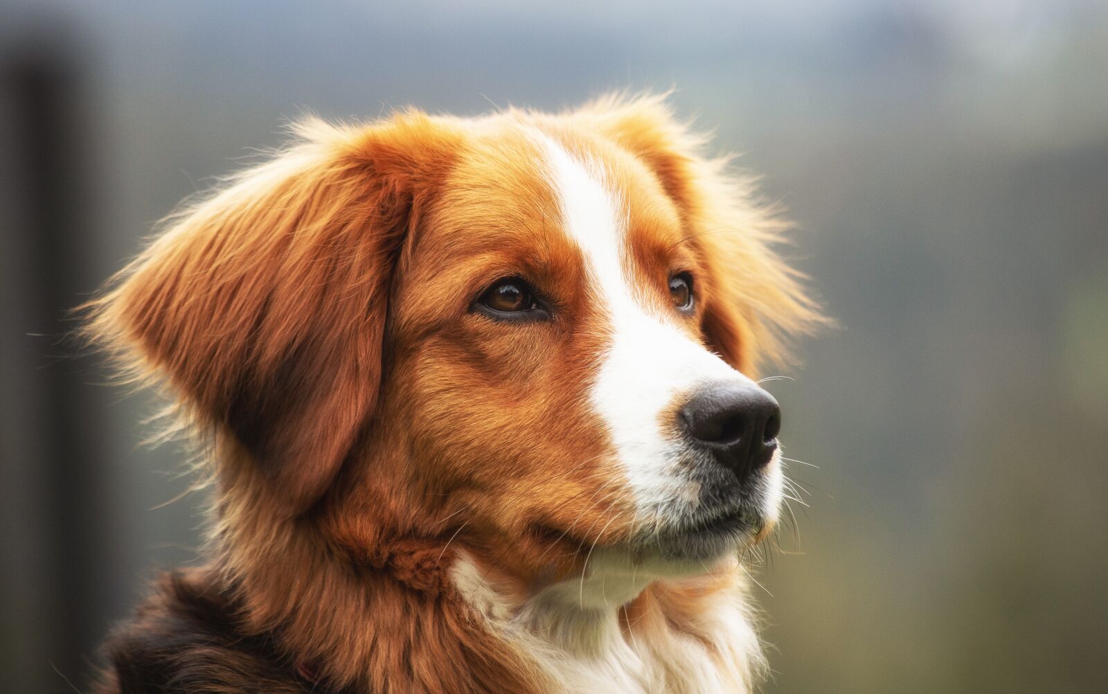 Canon EF 70-300mm F4-5.6 IS USM sample photo. Dog, mammal, animal photography