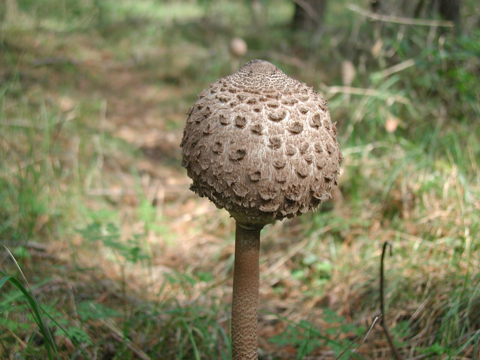 Olympus C3030Z sample photo. Mushroom, nature, forest mushroom photography