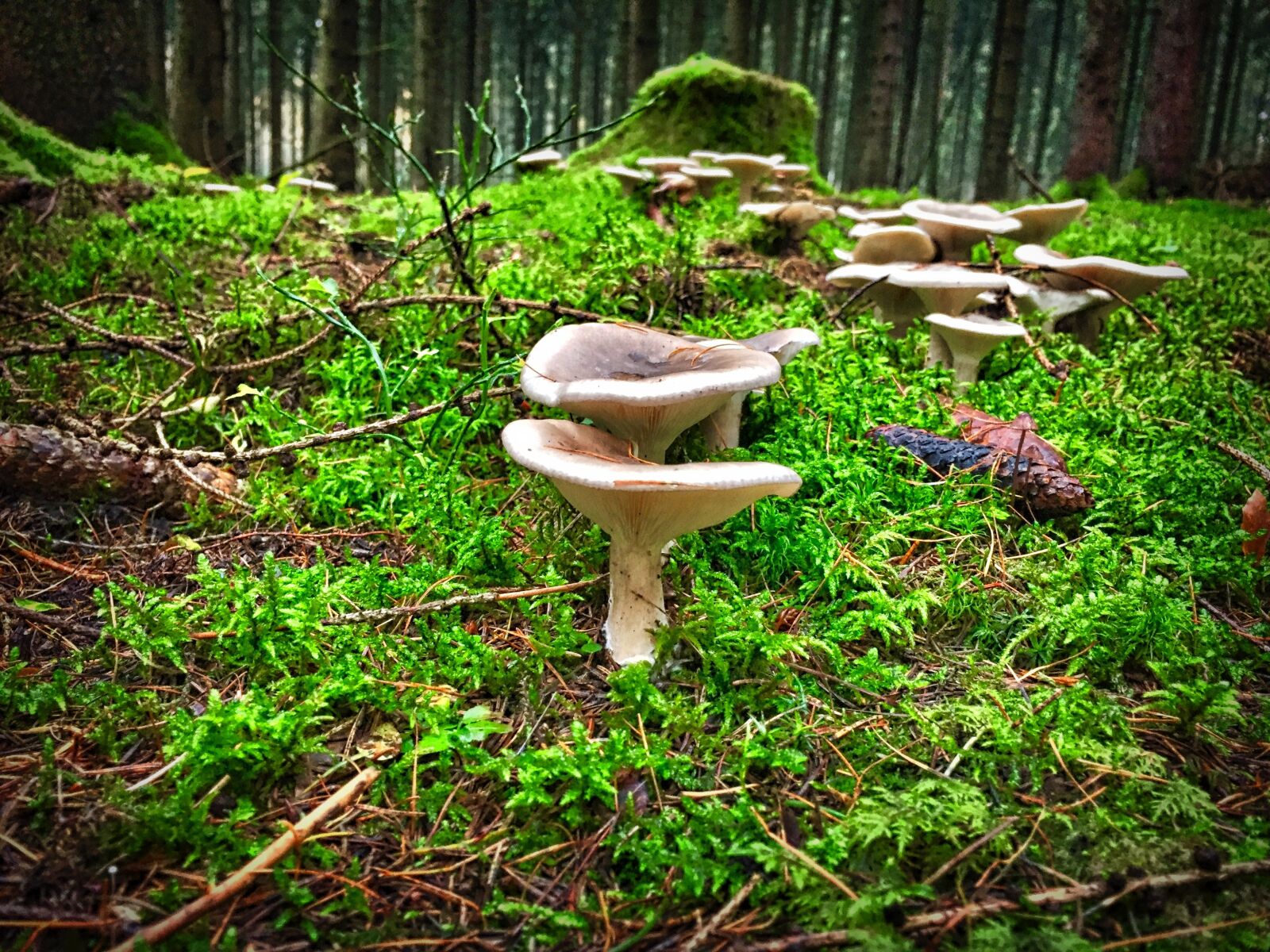 Apple iPhone 6 sample photo. Funnel-ling, mushroom, hexenring photography