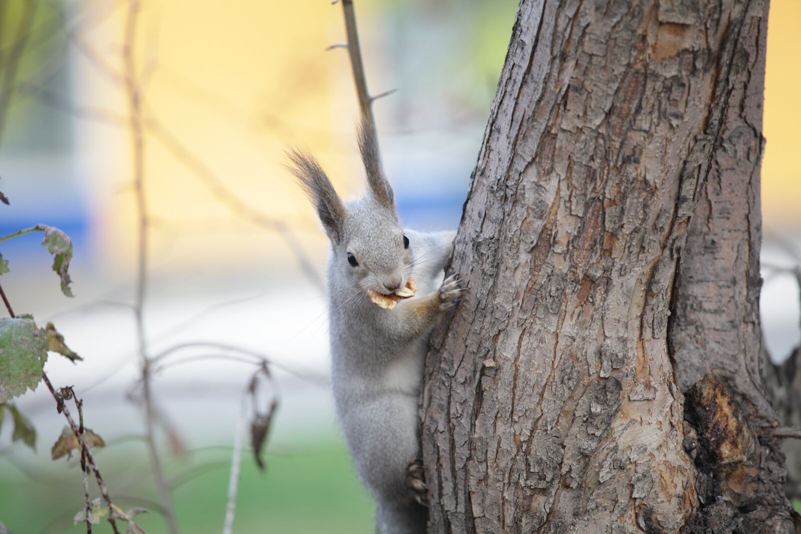 Canon EOS 5D Mark II sample photo. Squirrel, nature, animals photography