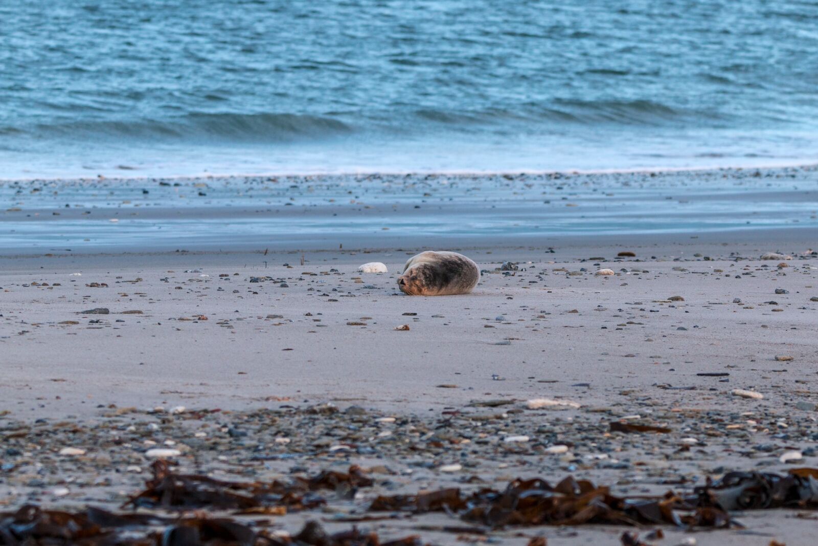 150-600mm F5-6.3 DG OS HSM | Contemporary 015 sample photo. Robbe, grey seal, helgoland photography