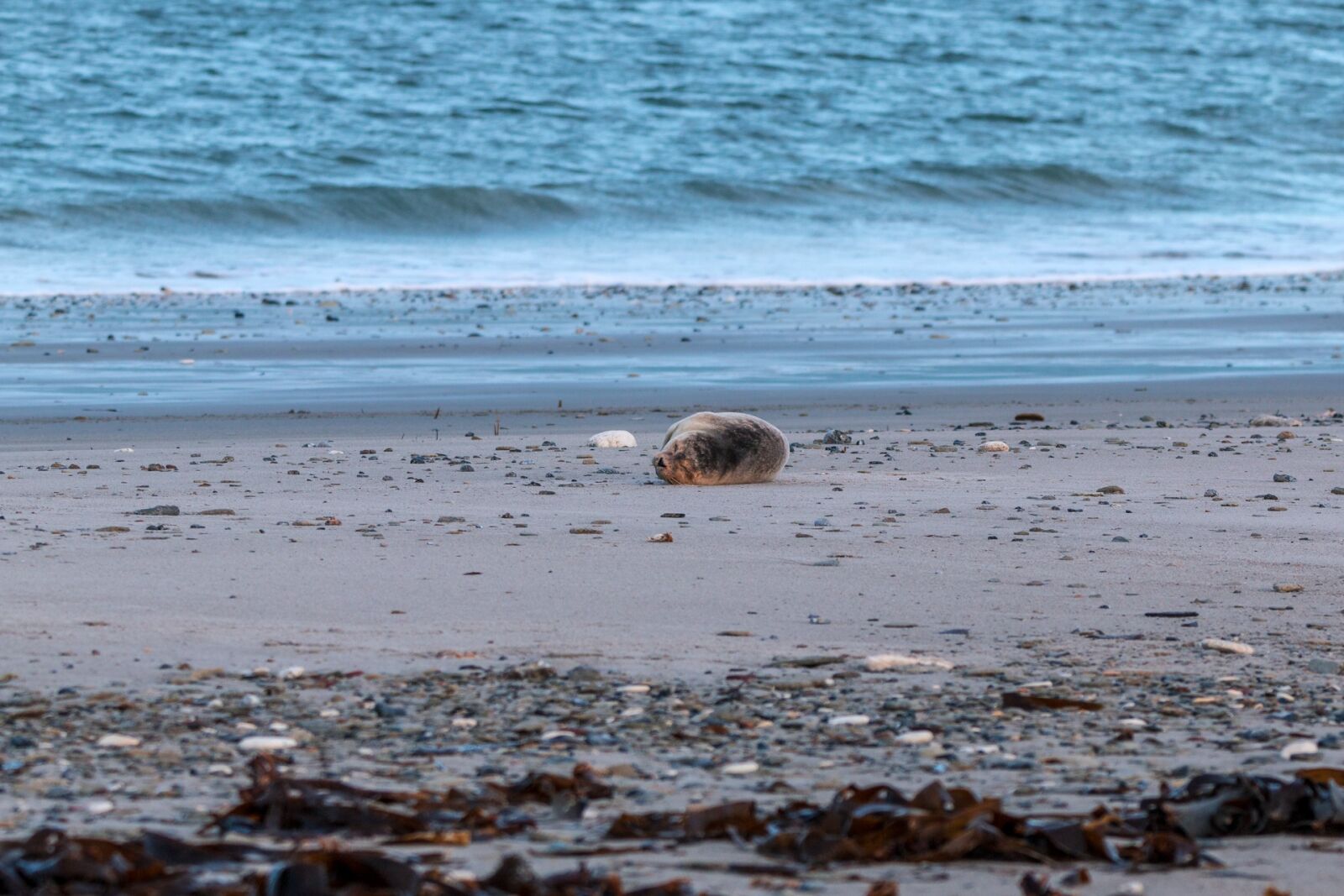 Canon EOS 70D + 150-600mm F5-6.3 DG OS HSM | Contemporary 015 sample photo. Robbe, grey seal, helgoland photography