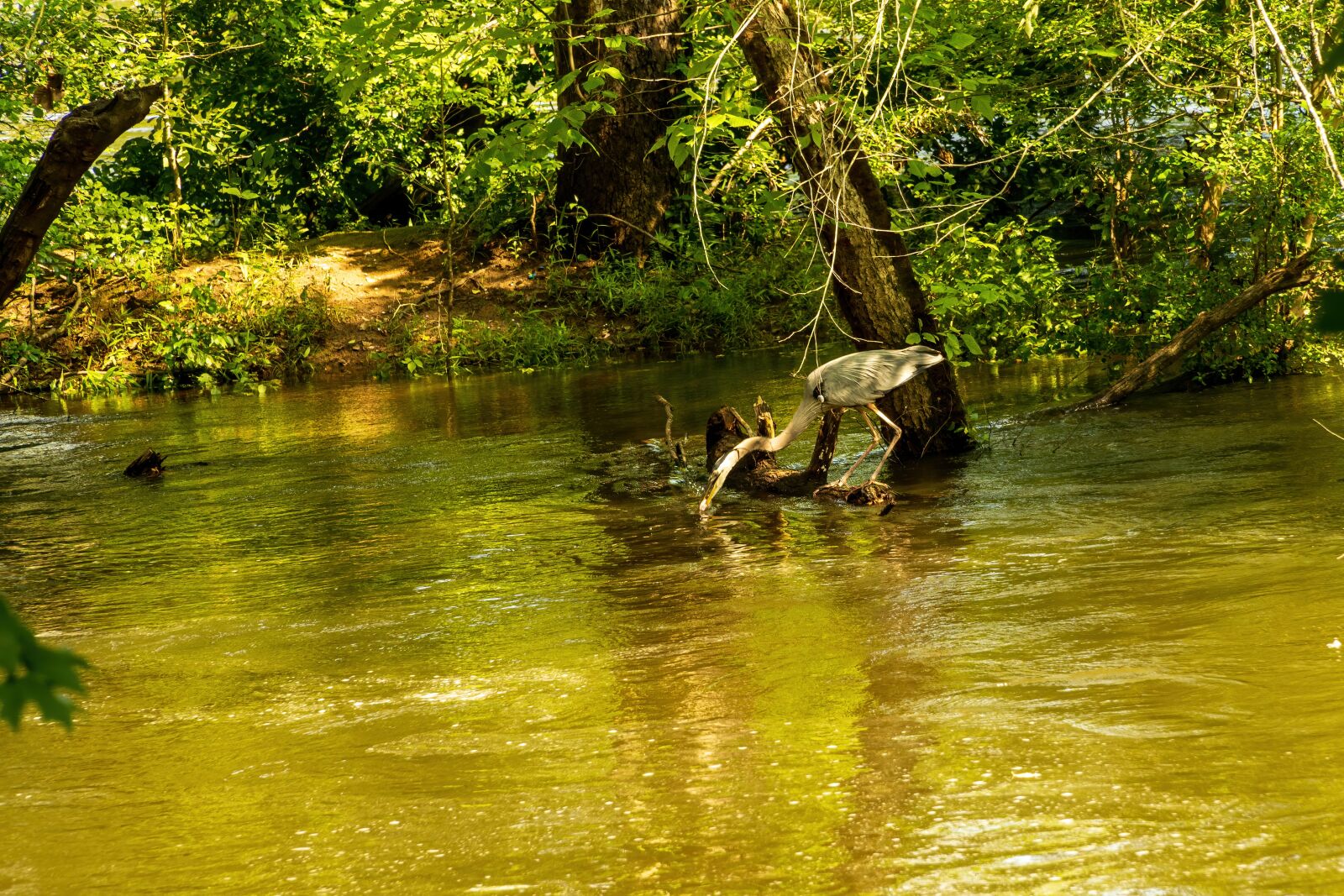 Sony E PZ 18-105mm F4 G OSS sample photo. Heron catches fish, heron photography