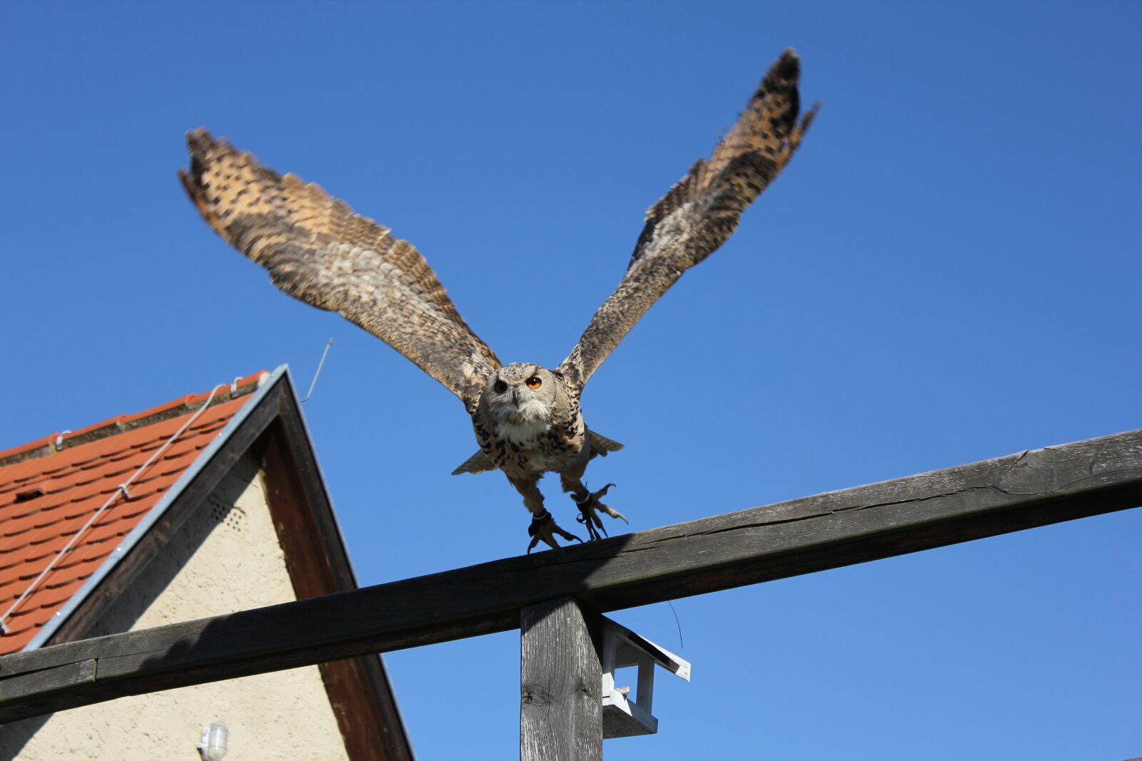 Canon EOS 550D (EOS Rebel T2i / EOS Kiss X4) sample photo. Bird, owl, flying photography