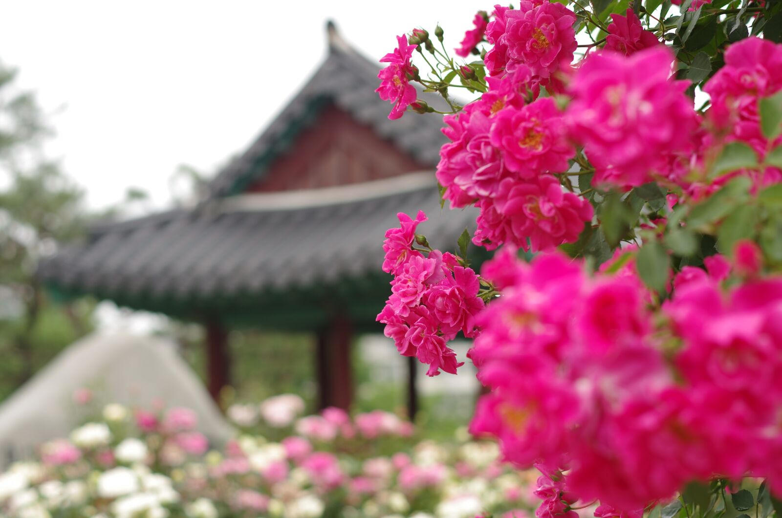 Pentax K-5 sample photo. Flowers, garden, plants photography