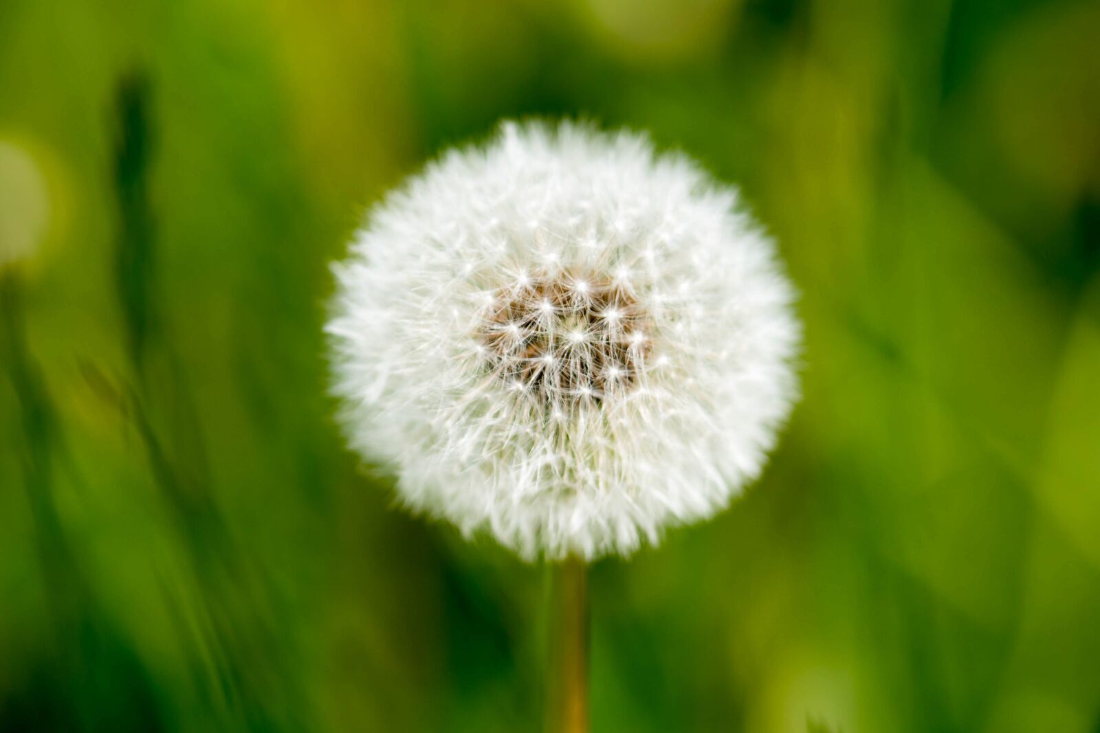 Panasonic Lumix DMC-GH4 sample photo. Dandelion, nature, flora photography