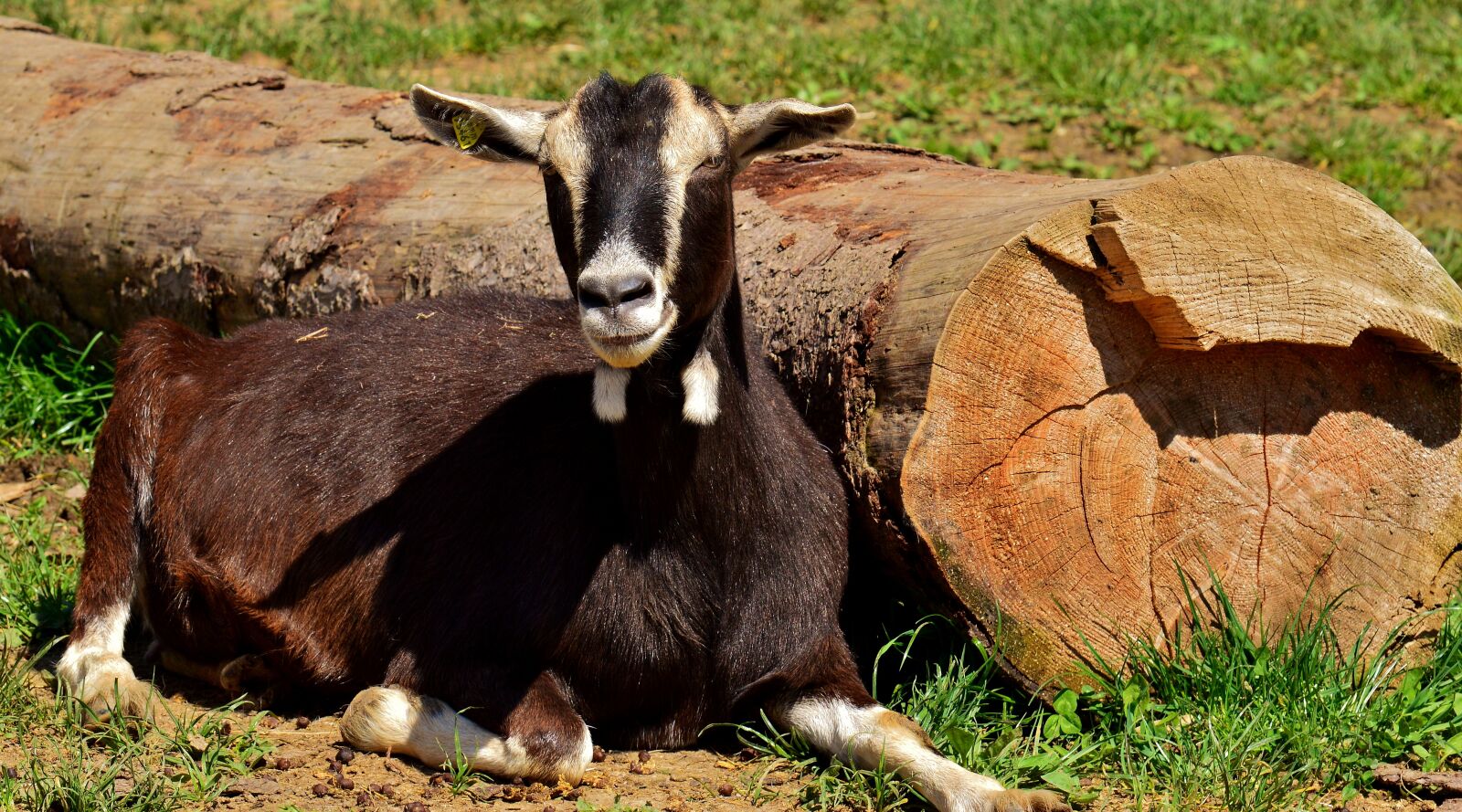 Nikon D3200 sample photo. Goat, goats, animal photography