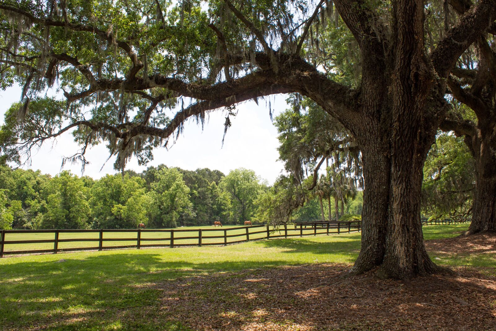 Canon EOS 600D (Rebel EOS T3i / EOS Kiss X5) sample photo. Ancient oaks, horses, pasture photography