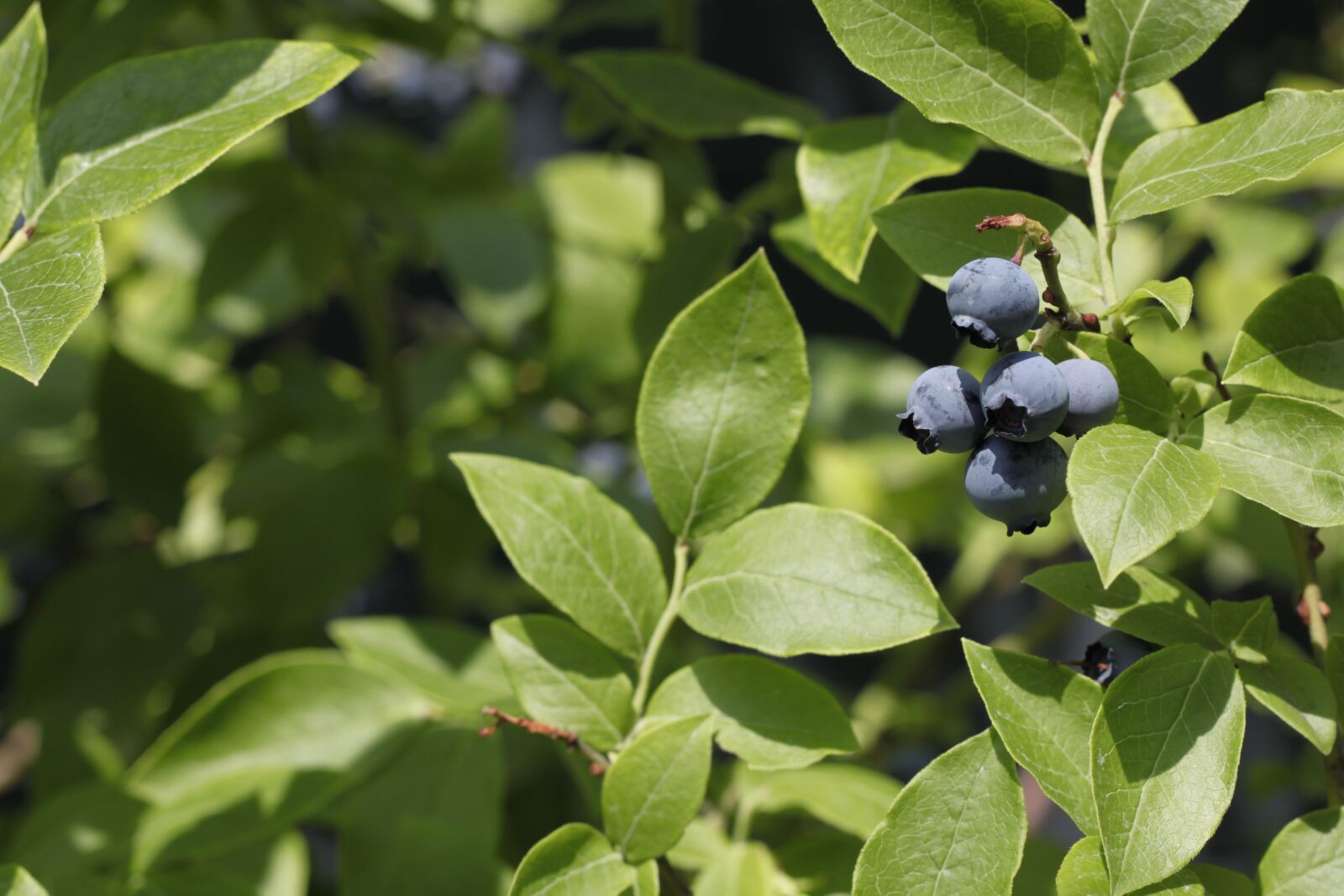 Canon EOS 500D (EOS Rebel T1i / EOS Kiss X3) sample photo. Berries, plant, nature photography