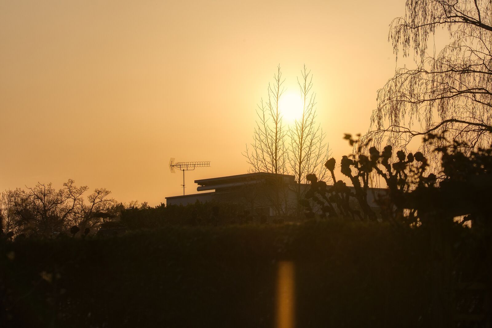 Nikon D750 sample photo. Sun, backlighting, shadow photography