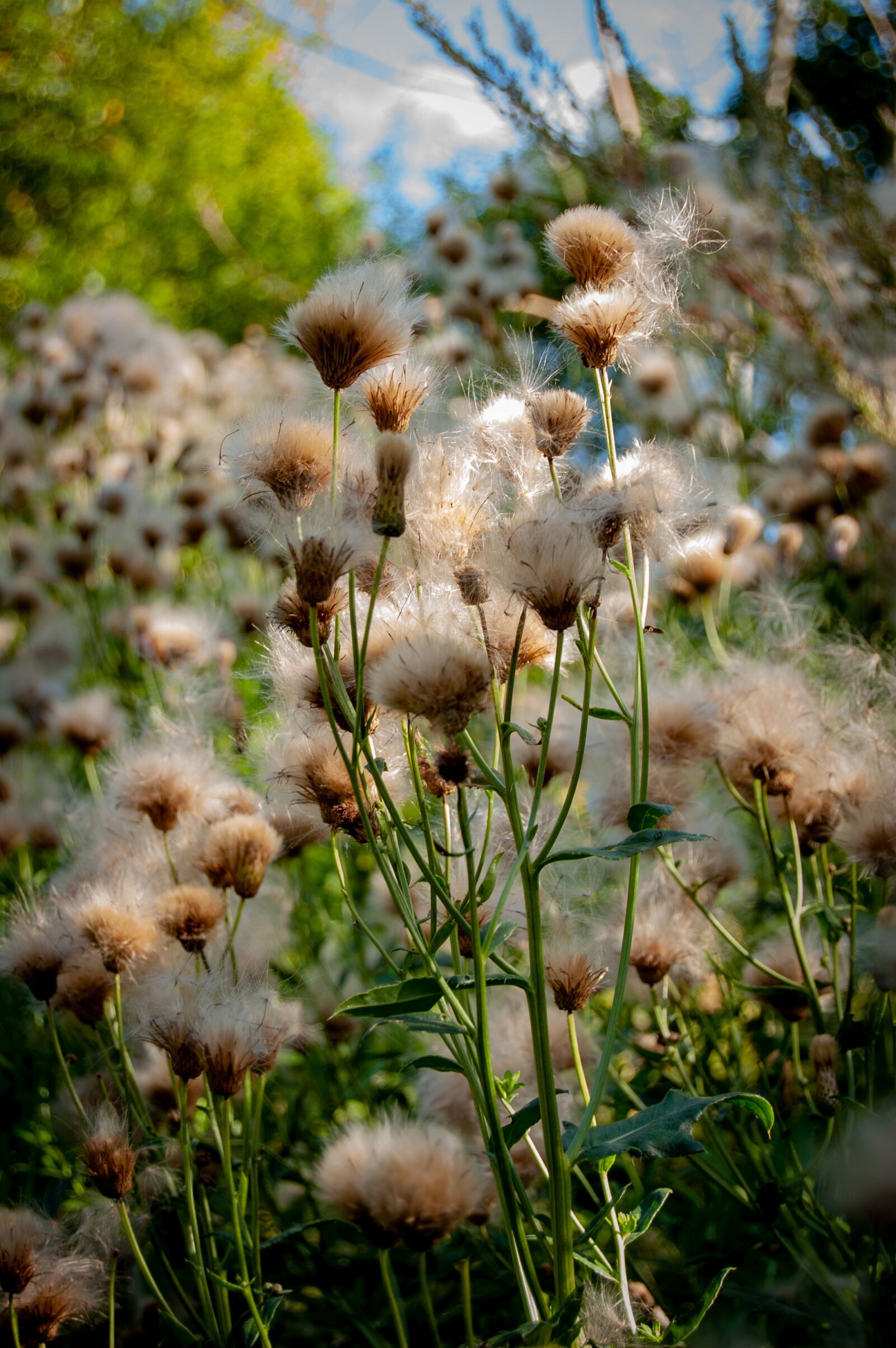 Nikon D40 sample photo. Flowers, wildflowers, plant photography