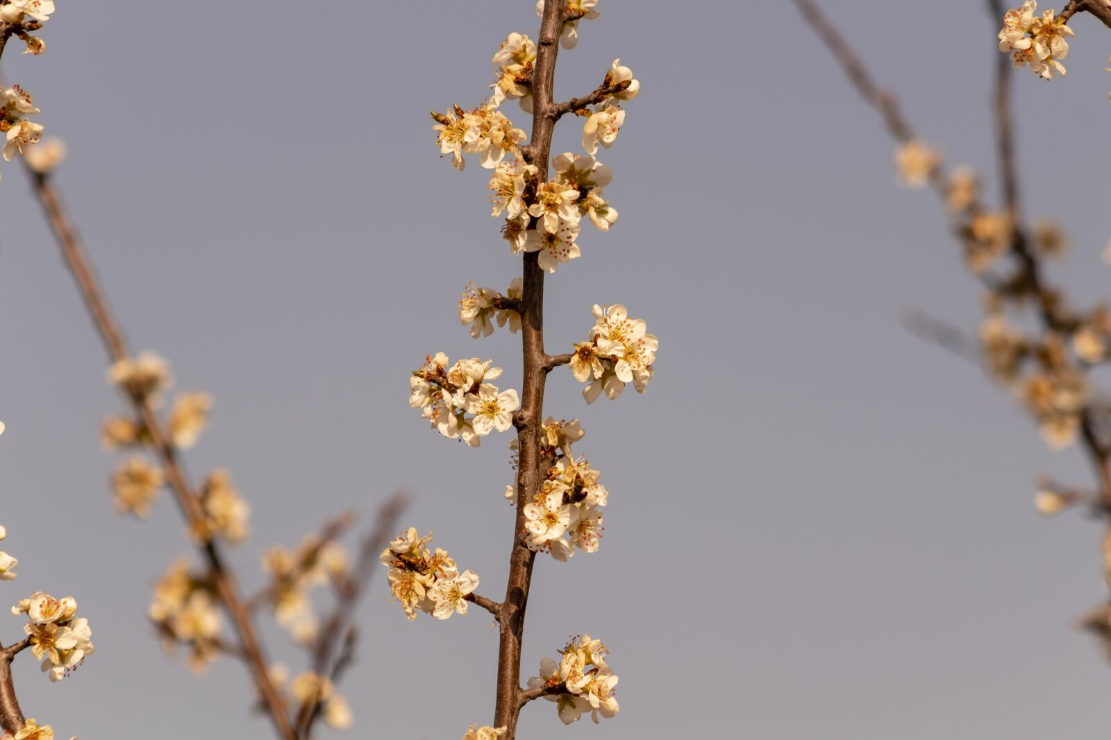 Canon EF75-300mm f/4-5.6 sample photo. Plum, flower, bough photography