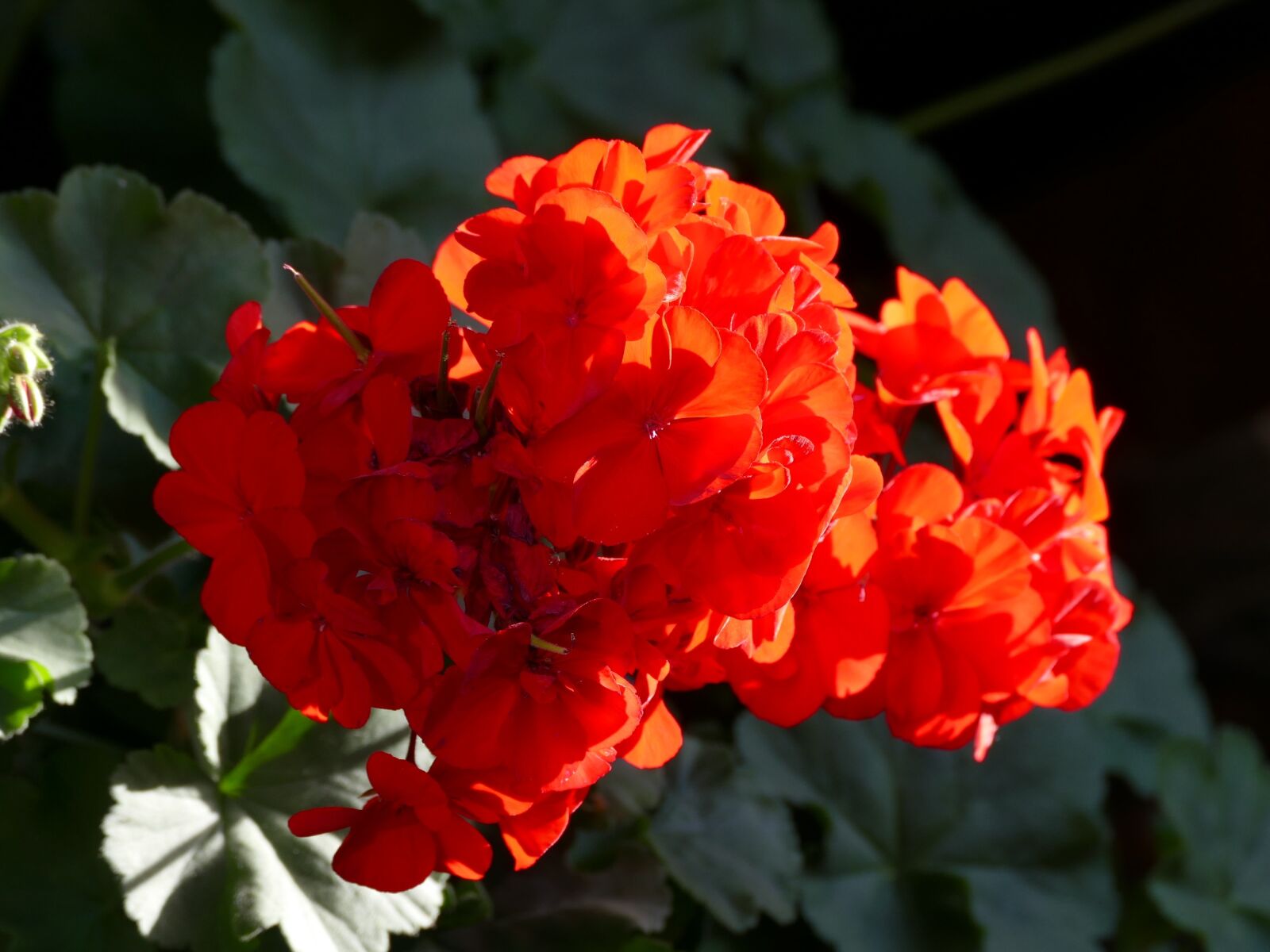 Panasonic Lumix DMC-FZ1000 sample photo. Geranium, flower, balcony plant photography