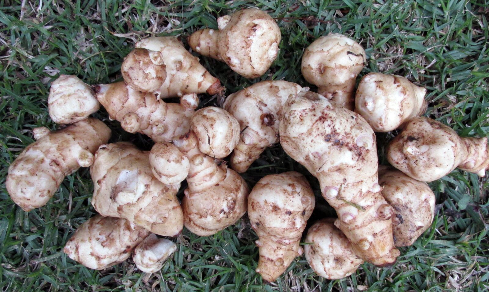 Canon PowerShot SX170 IS sample photo. Vegetable, jerusalem artichokes, food photography