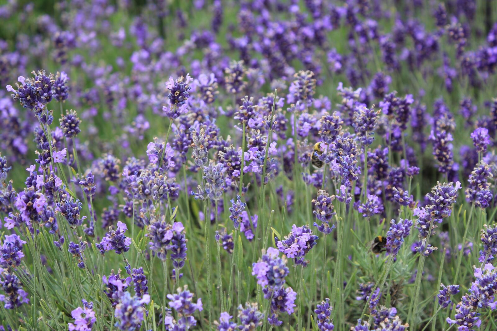Canon EOS 550D (EOS Rebel T2i / EOS Kiss X4) sample photo. Flower, the scenery, ppt photography