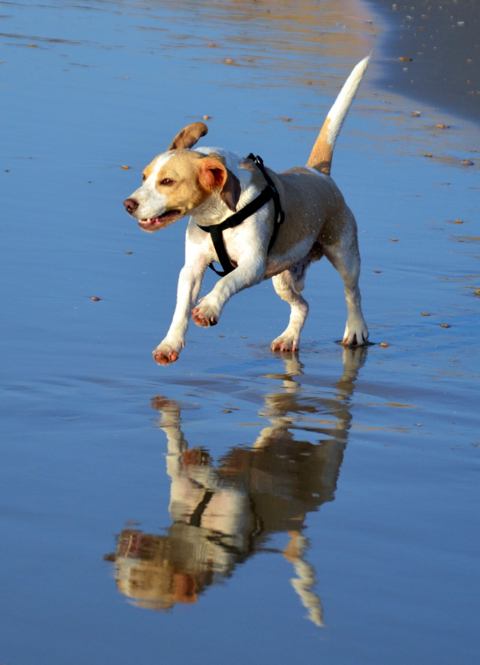 Nikon D5100 sample photo. Water, outdoors, animal photography