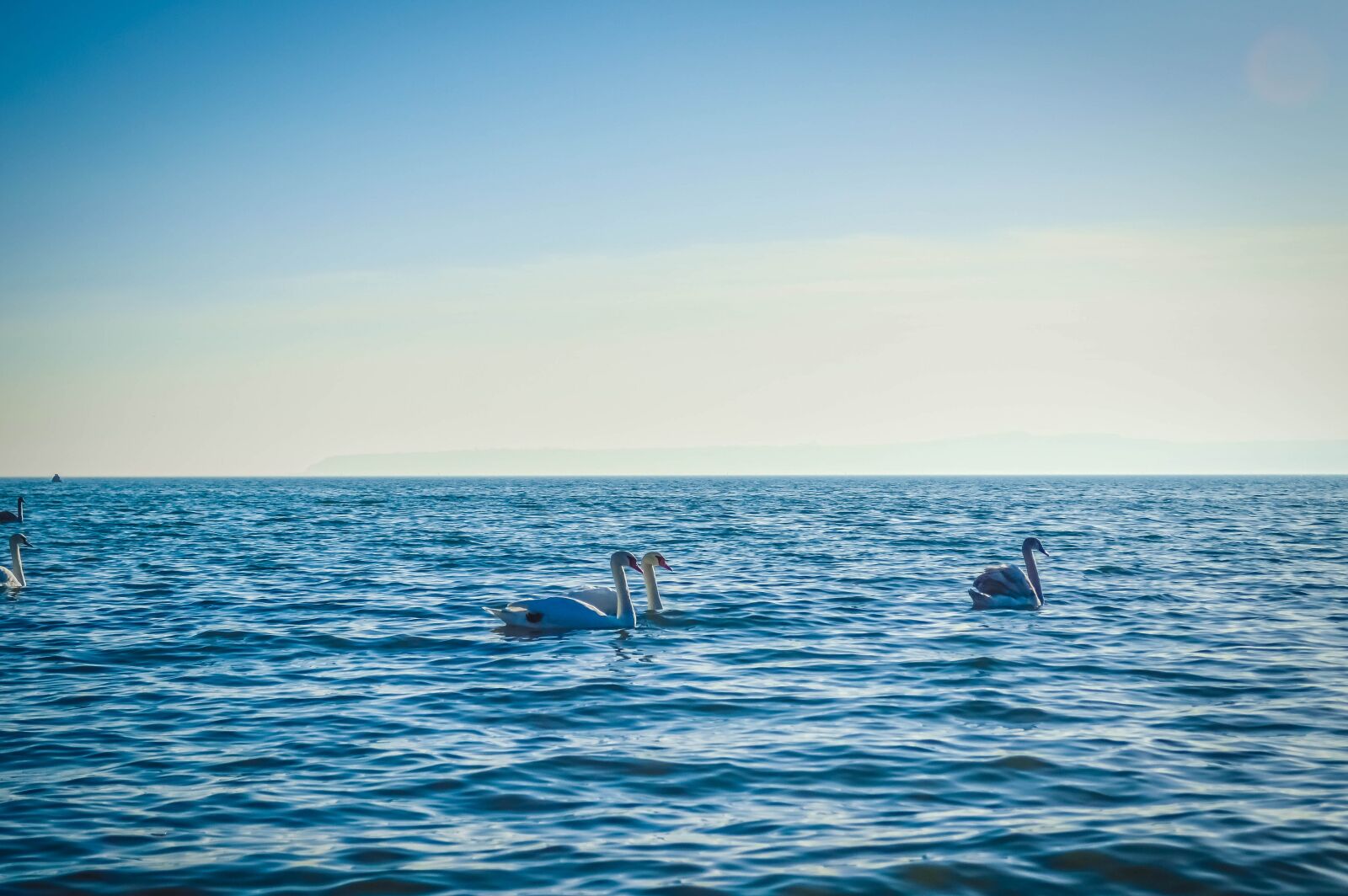 Nikon D3200 sample photo. Autumn, azov, birds, leaves photography
