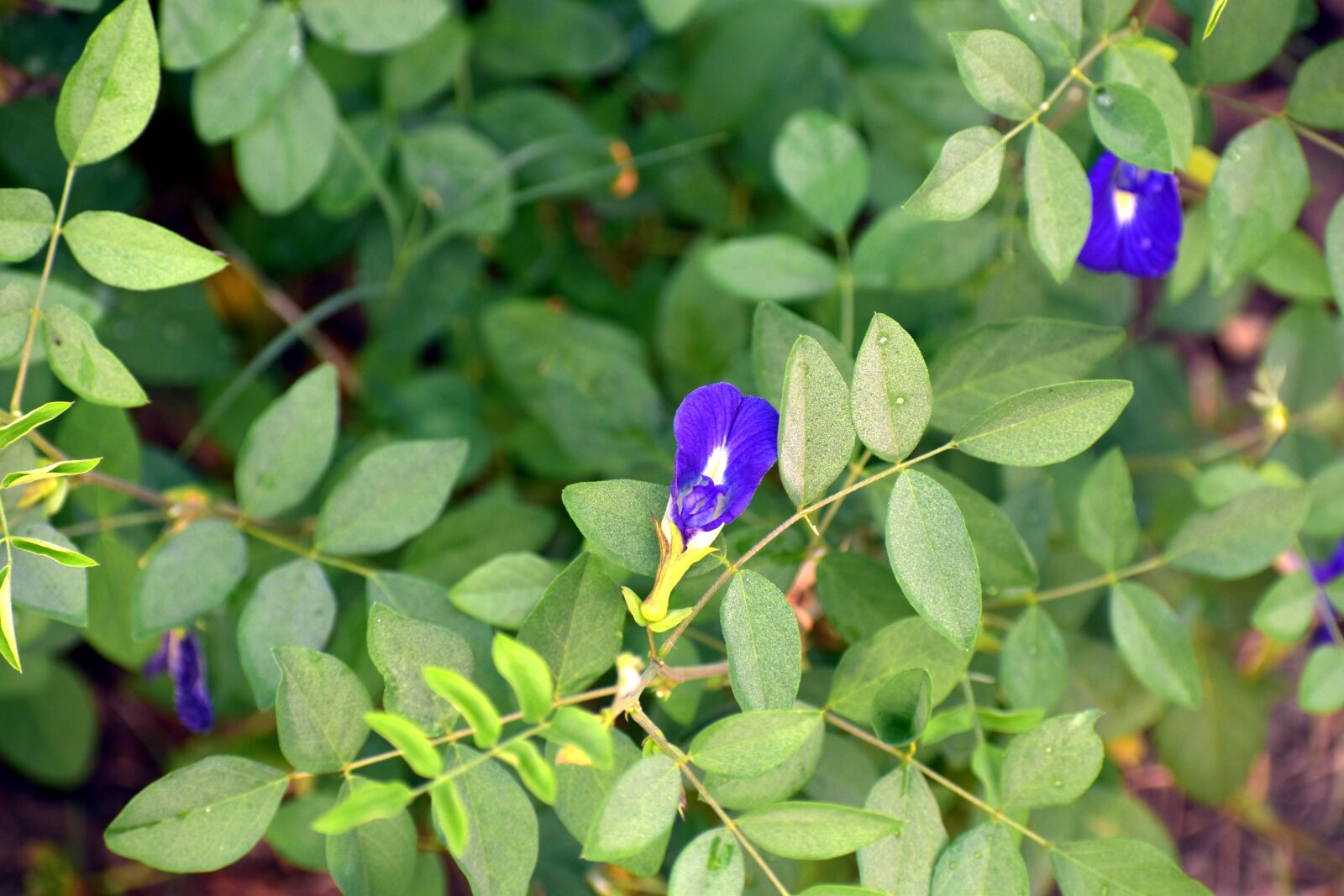 Nikon D5600 sample photo. Butterfly pea, clitoria ternatea photography