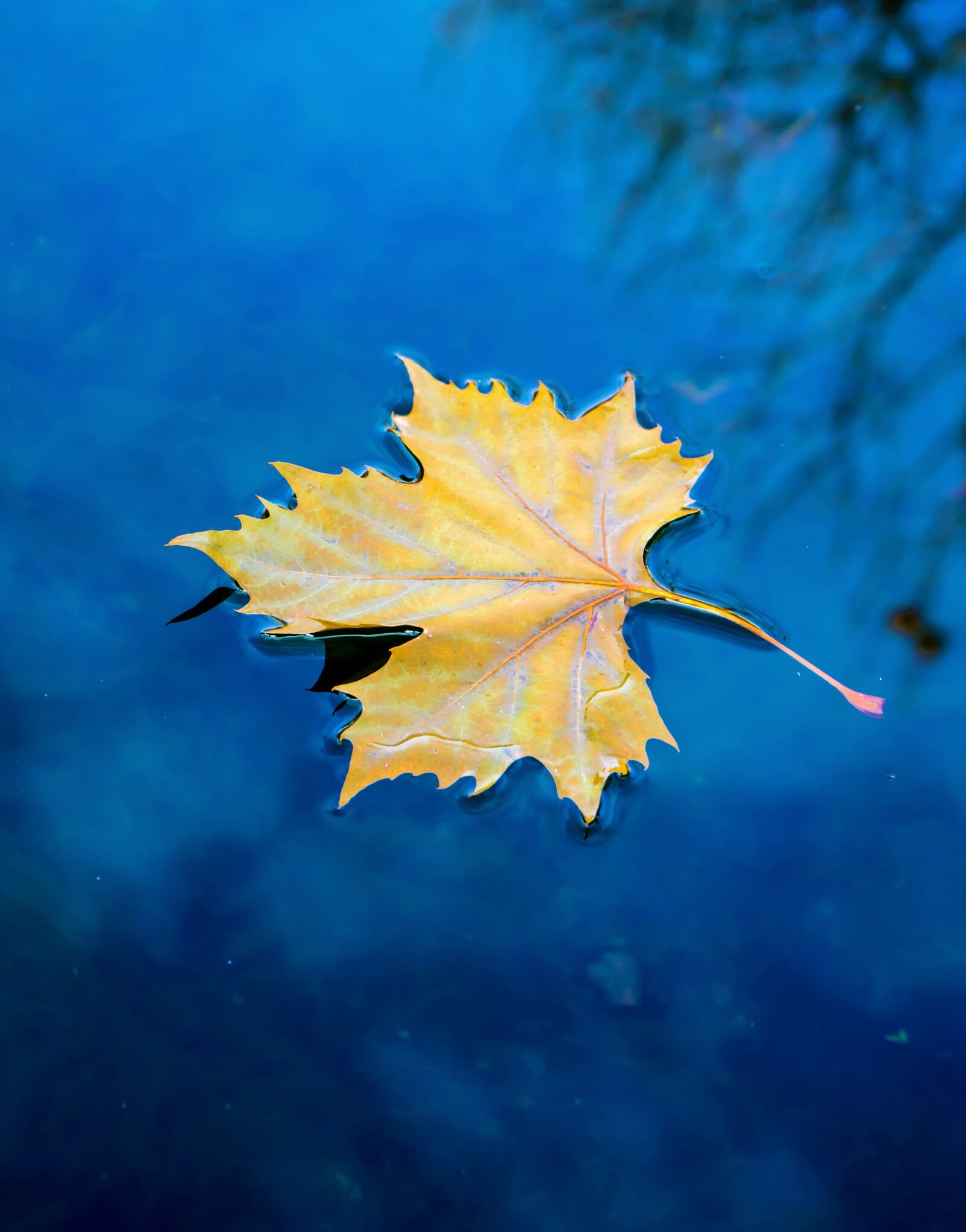 Sony a7 II + Sony FE 28-70mm F3.5-5.6 OSS sample photo. Autumn, water, leaf photography