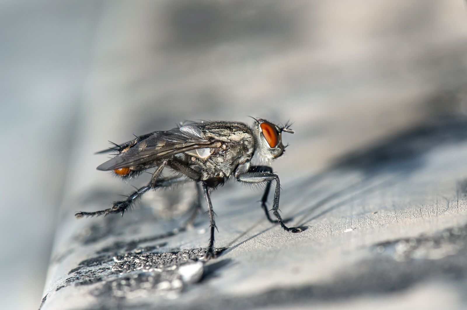 Nikon D700 sample photo. Fly, macro, insect photography