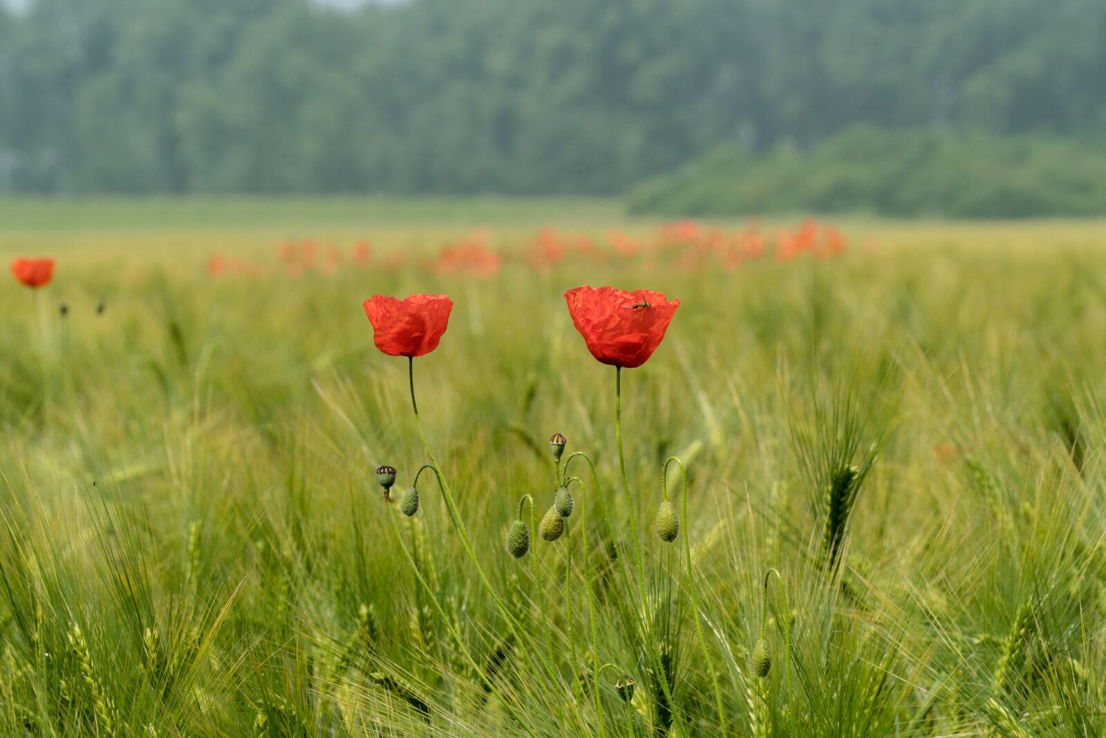Sony a6300 + Sony E PZ 18-105mm F4 G OSS sample photo. Poppy, green, poppy flower photography