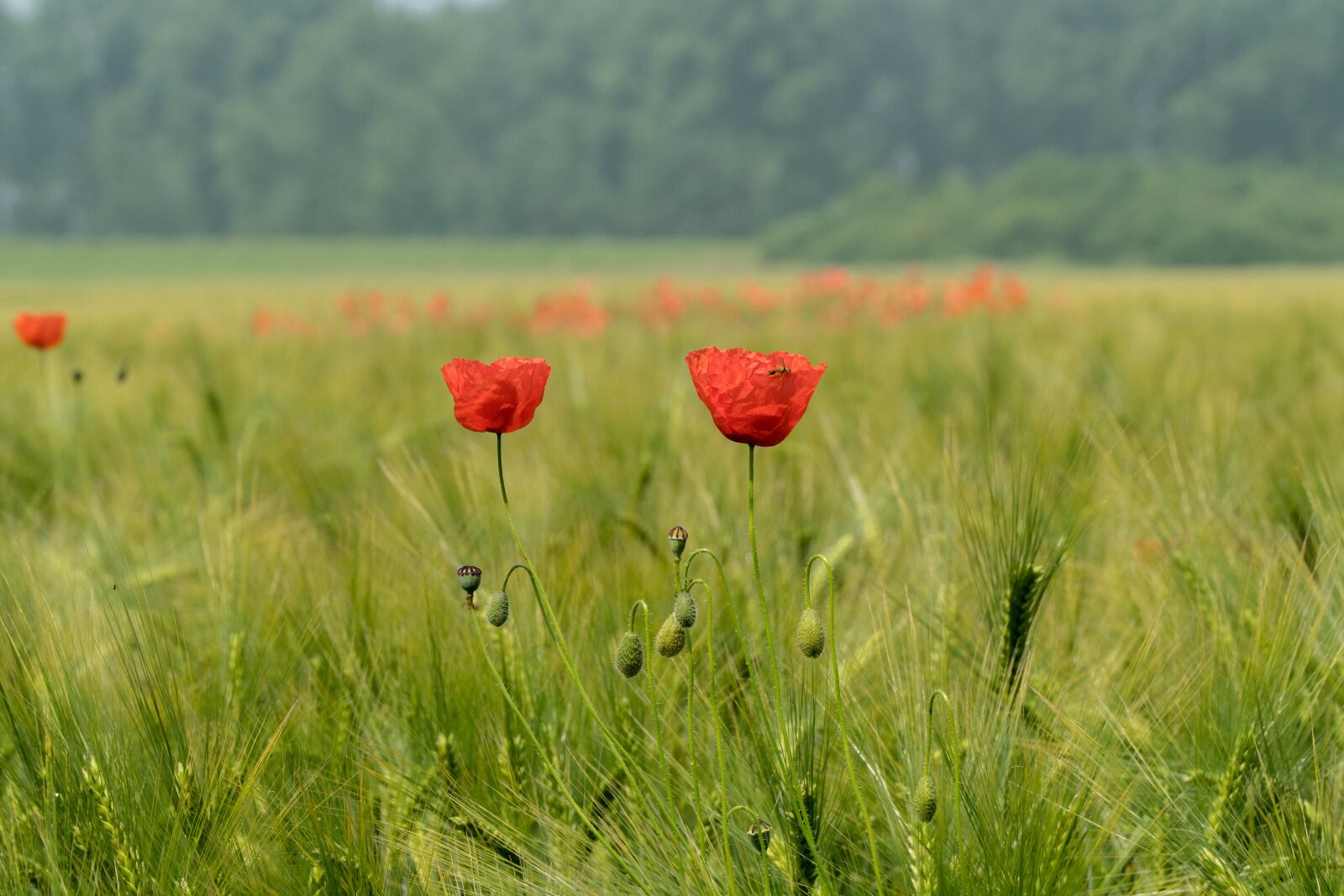 Sony E PZ 18-105mm F4 G OSS sample photo. Poppy, green, poppy flower photography