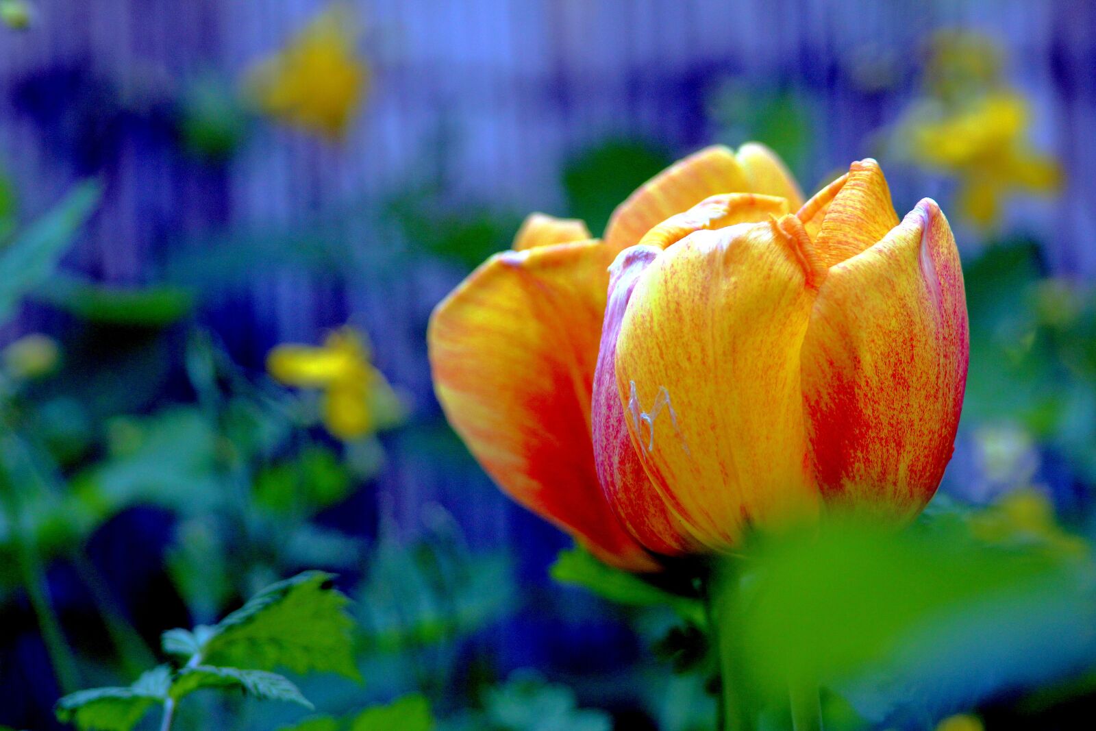 Canon EOS 650D (EOS Rebel T4i / EOS Kiss X6i) sample photo. Flower, nearby, macro photography