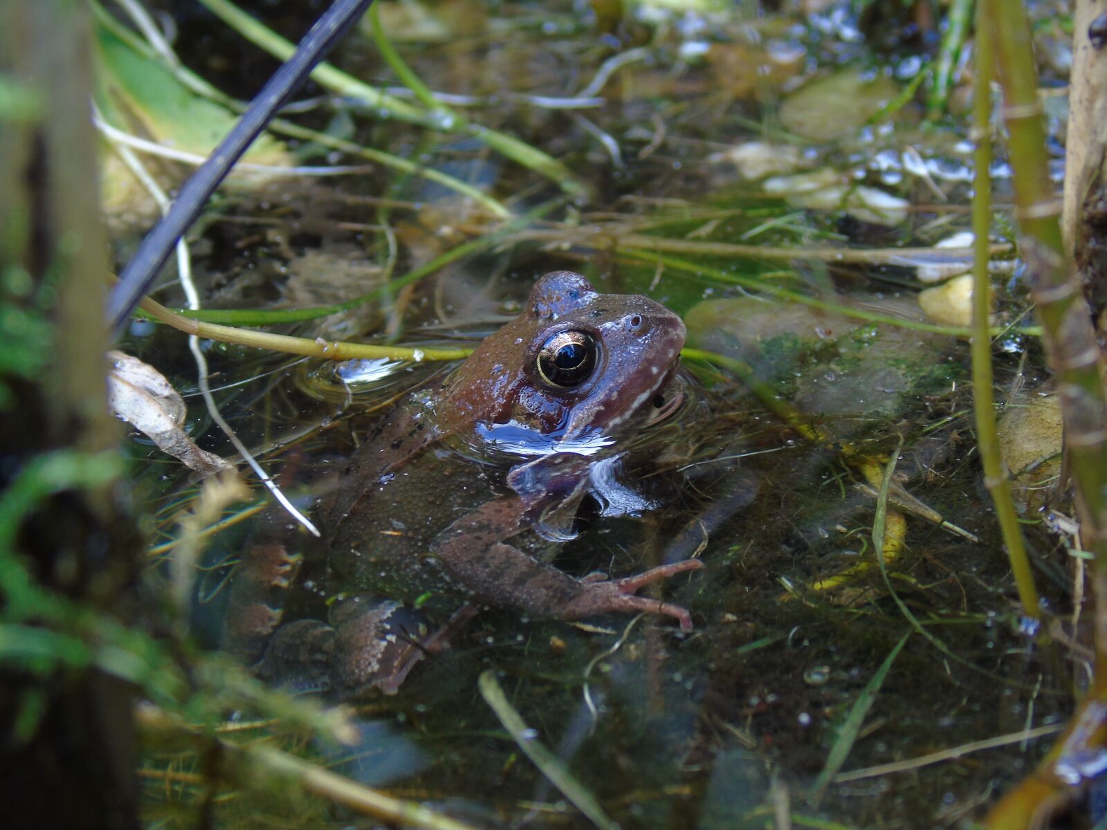 Sony Cyber-shot DSC-H400 sample photo. Frog pond, frog, pond photography