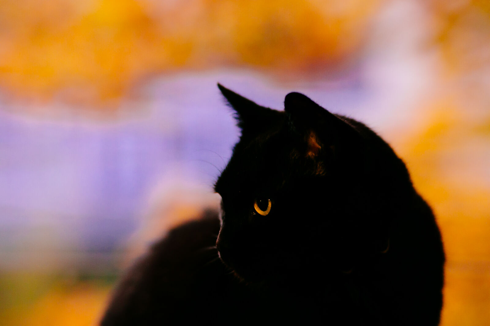 Canon EF 85mm F1.8 USM sample photo. Animal, black, cat, color photography