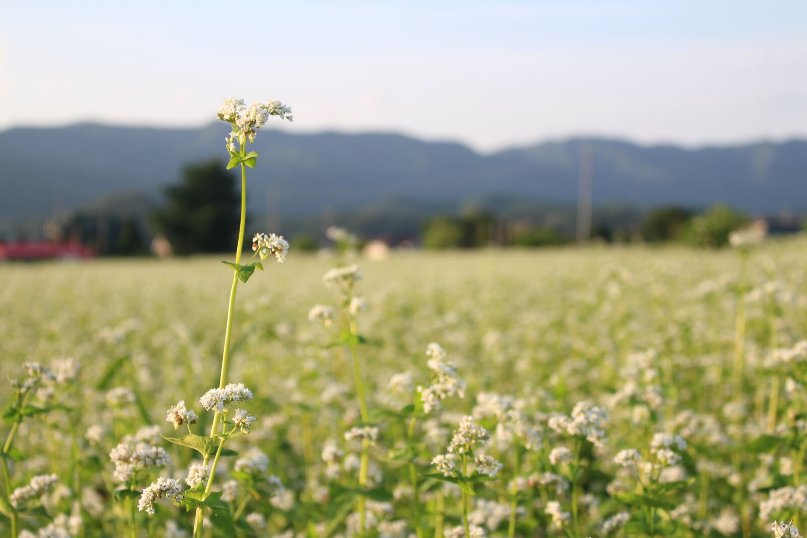 Canon EOS 100D (EOS Rebel SL1 / EOS Kiss X7) sample photo. Flowers, memilkkot, spring flowers photography