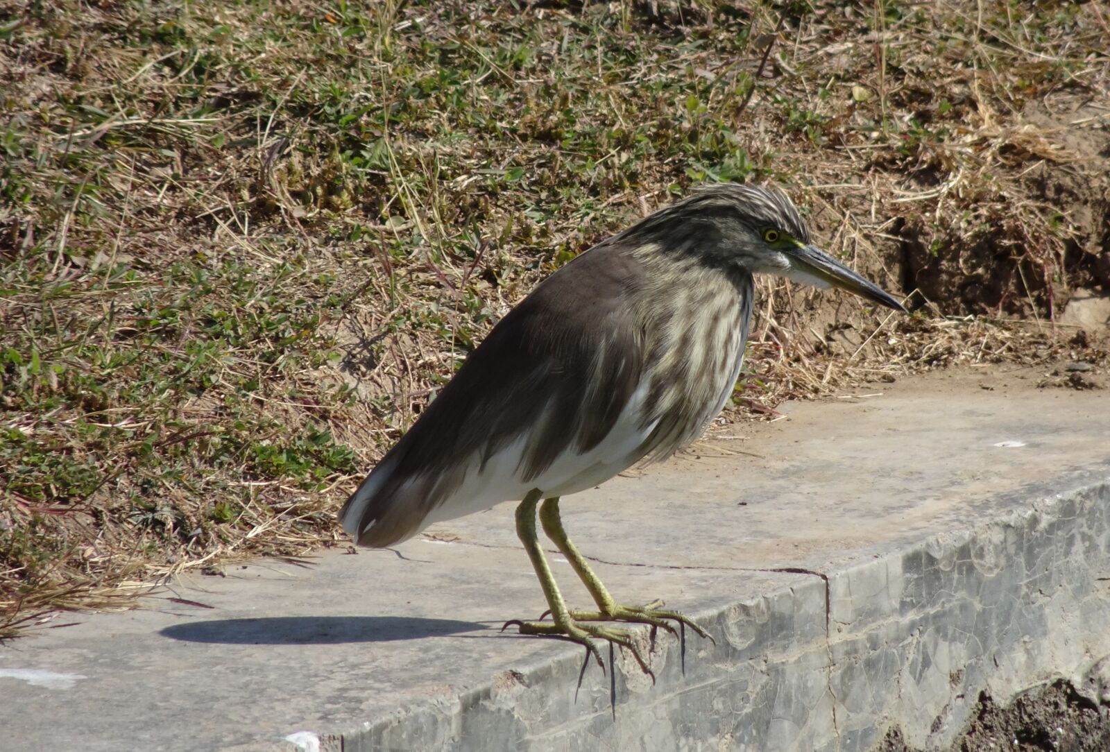 Sony Cyber-shot DSC-HX90V sample photo. Pond heron, bird, fauna photography