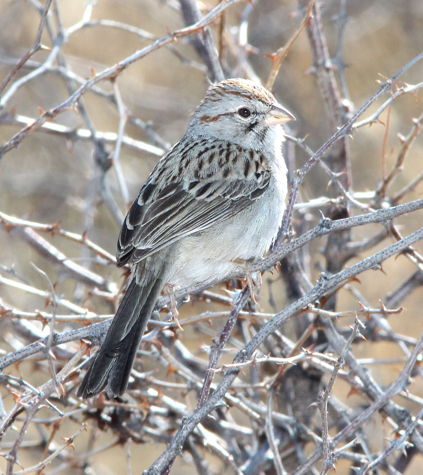 Canon EF 300mm F4L IS USM sample photo