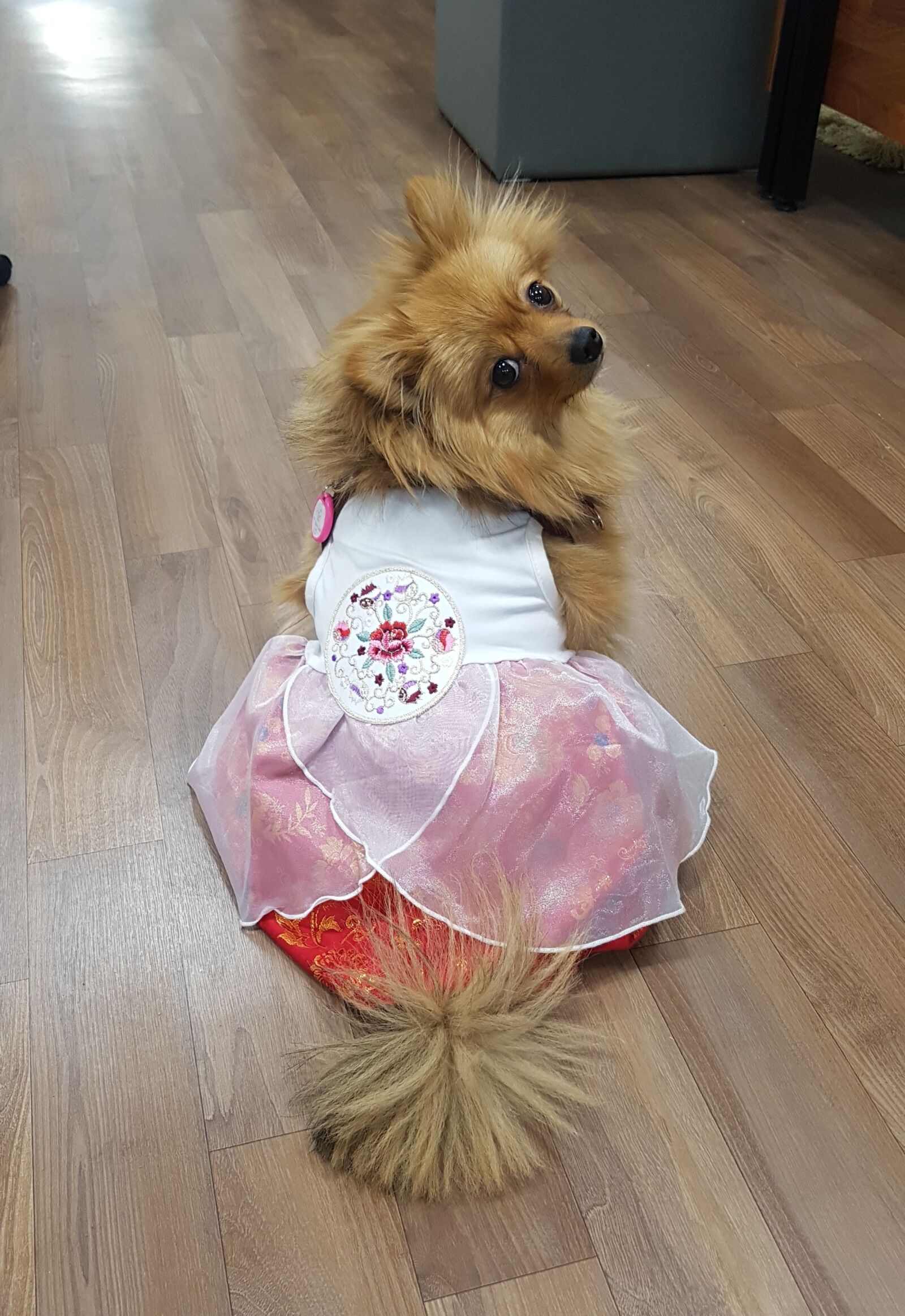 Samsung Galaxy S7 Edge sample photo. Puppy, the, hanbok photography
