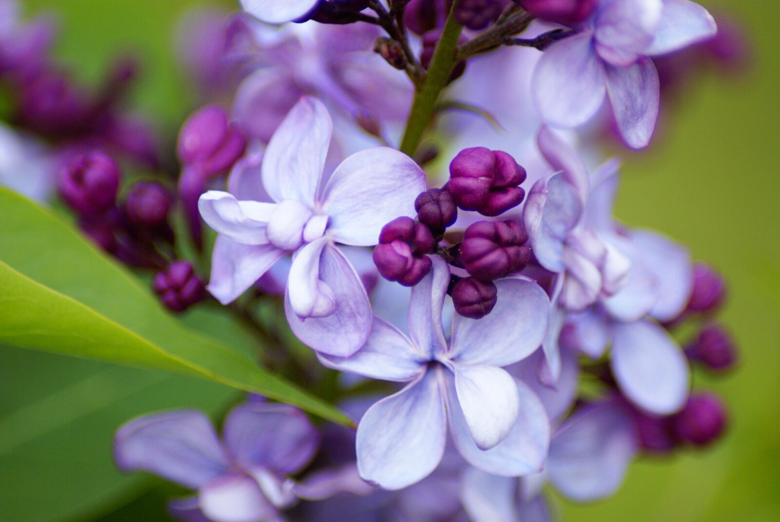 Sony Alpha DSLR-A100 sample photo. Lilac, violet, blossom photography