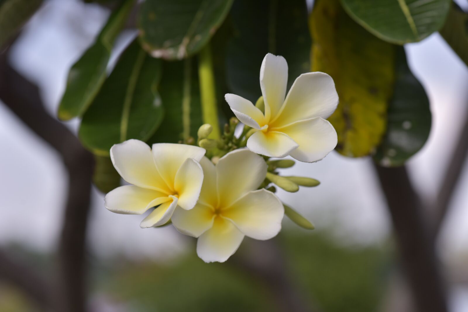 Nikon D810 sample photo. Flower, asia, pretty photography