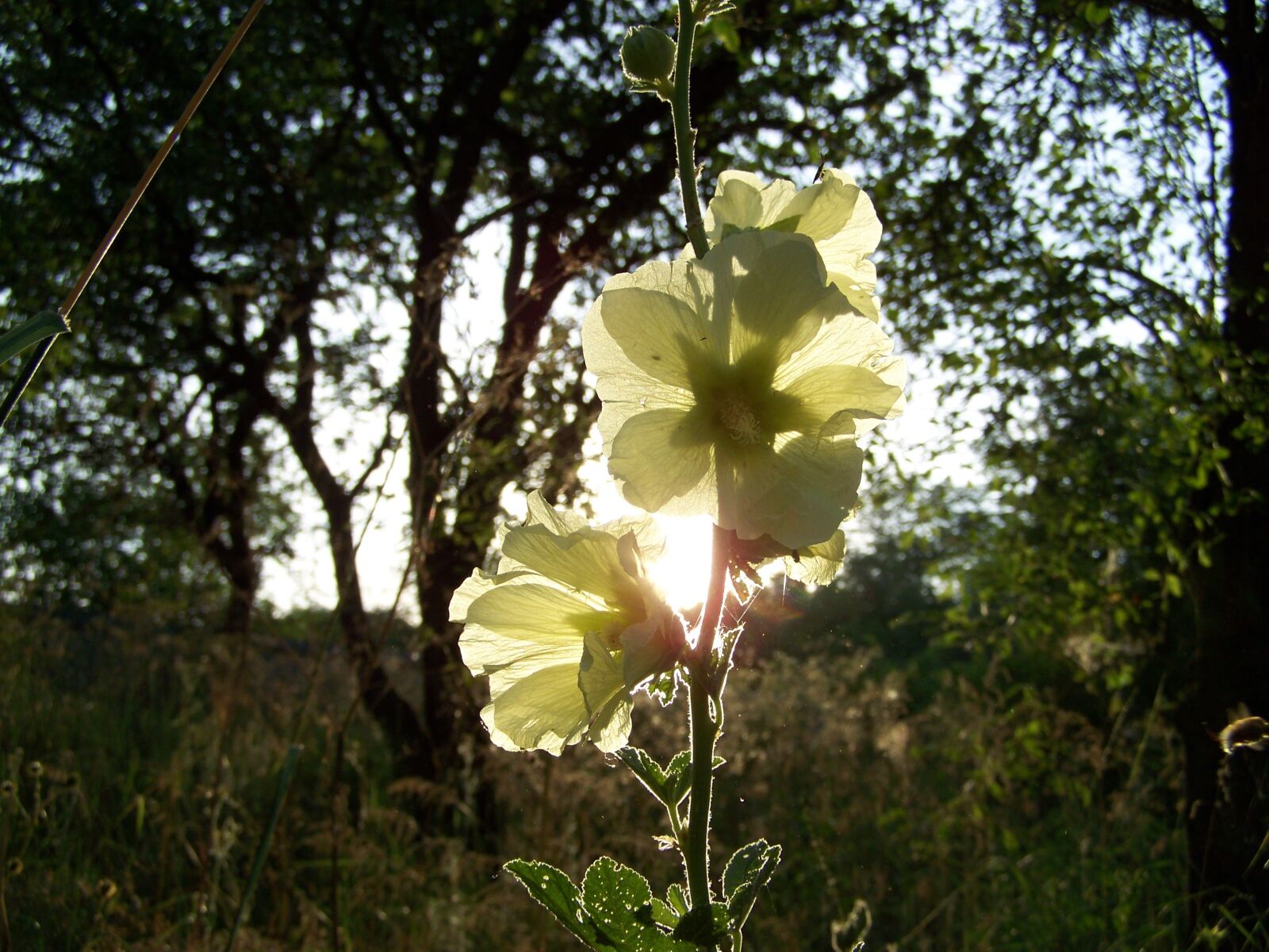 Kodak EASYSHARE ZD710 ZOOM DIGITAL CAMERA sample photo. Magic, flower, sunset photography