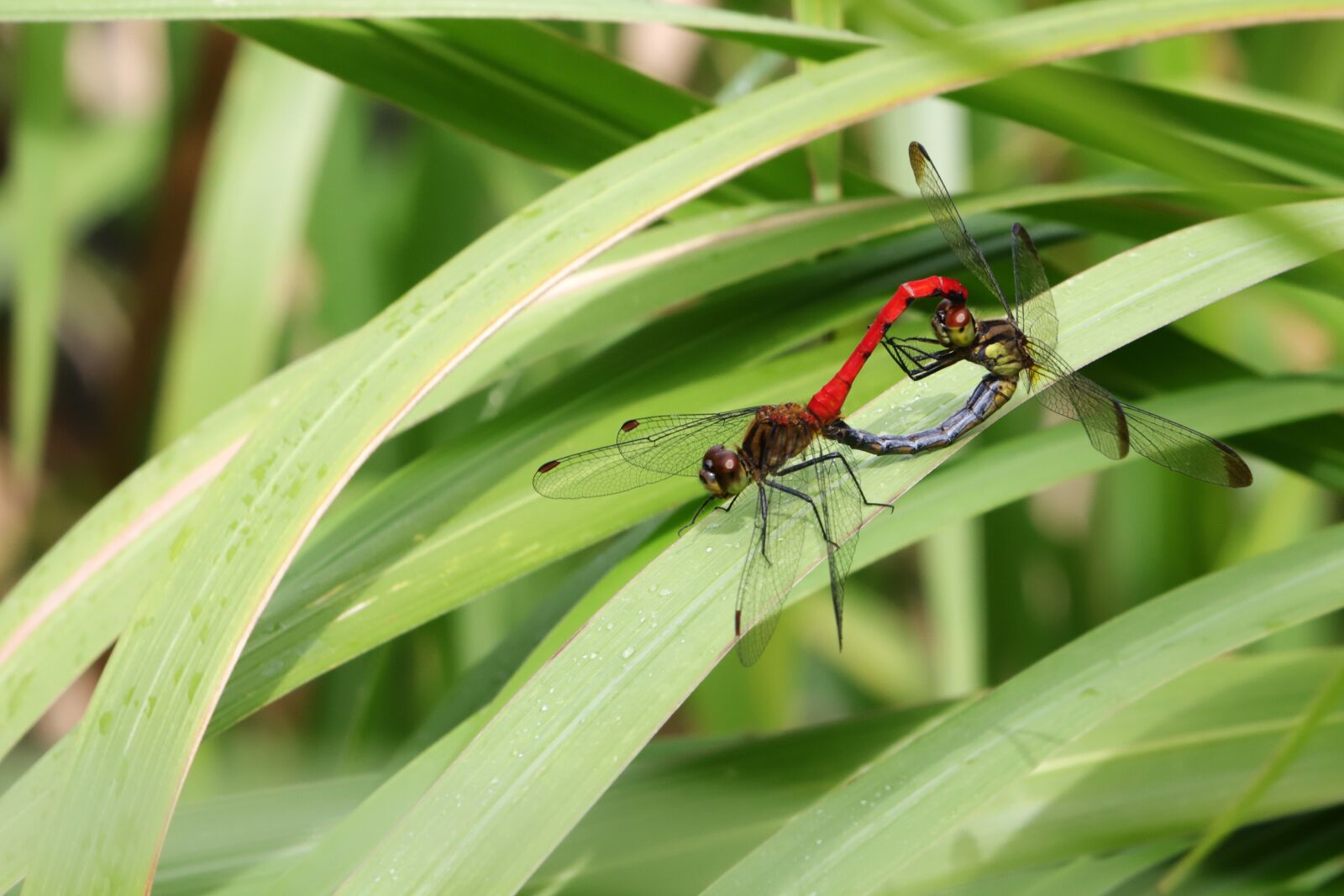 Canon EF 70-200mm F2.8L USM sample photo. Dragonfly, mating, insects photography