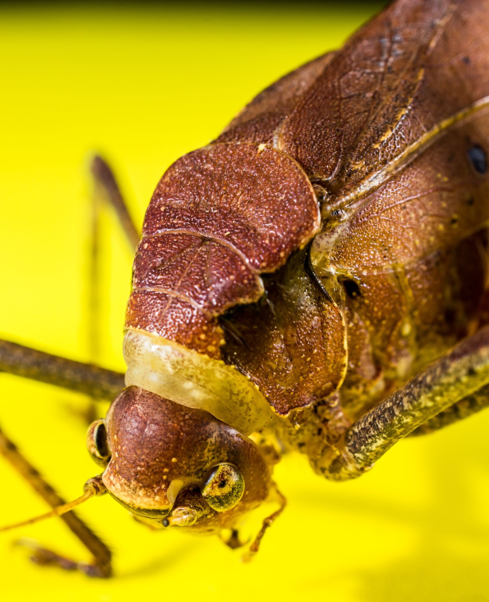 Nikon D5200 sample photo. Grasshopper, viridissima, insect photography