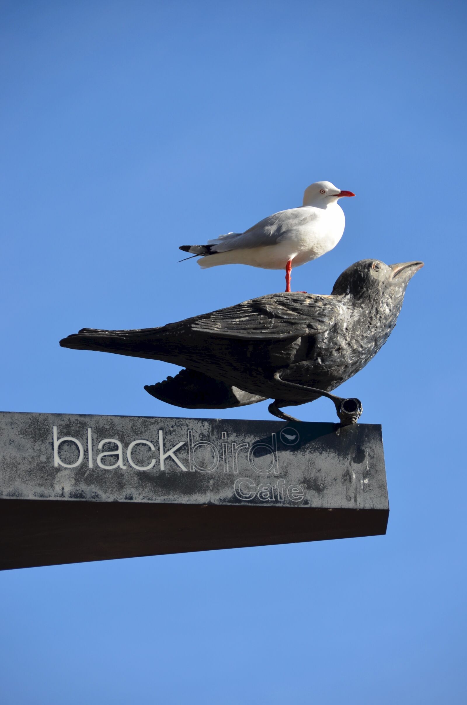 Nikon D5100 sample photo. Birds, raven, gull photography