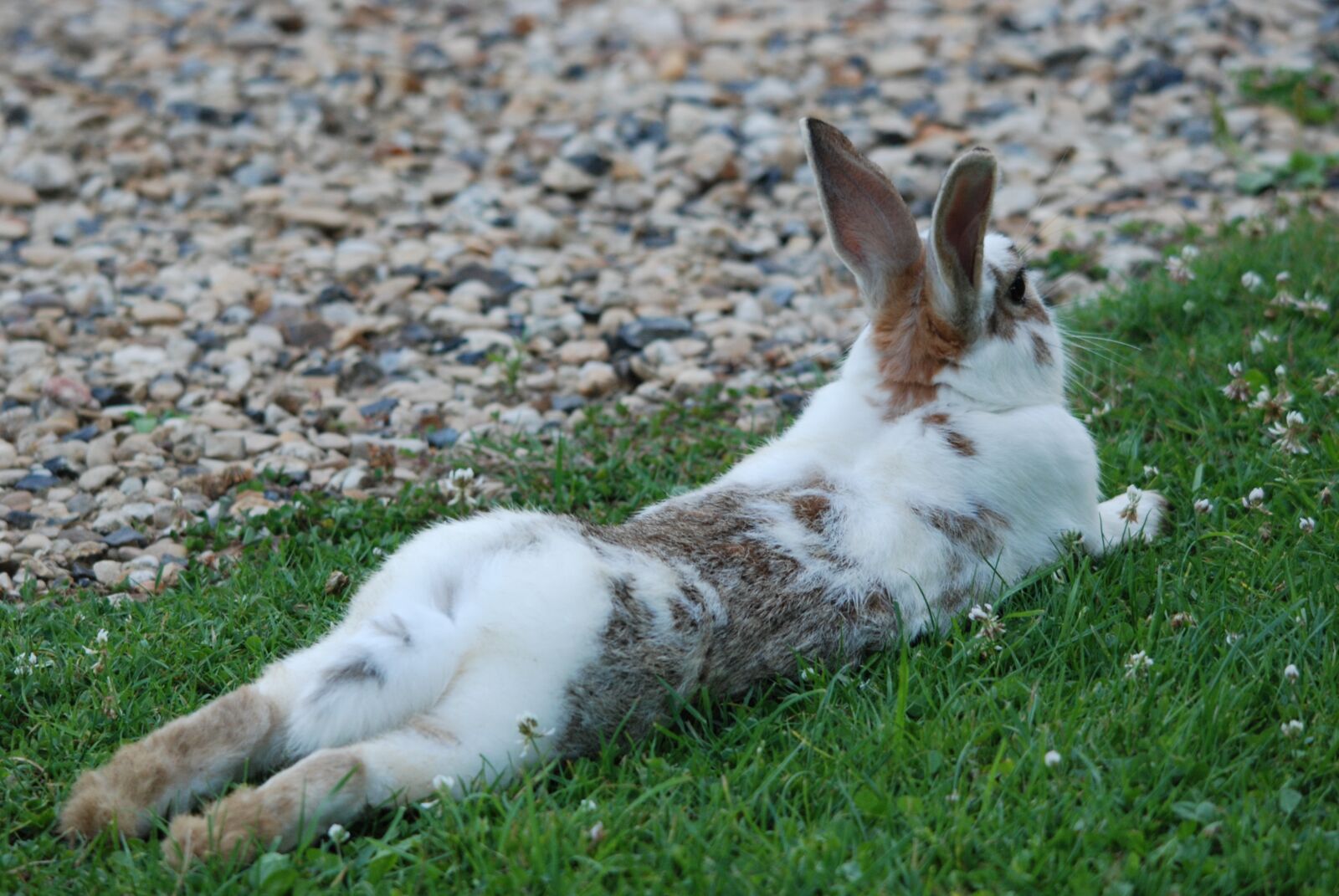 Nikon D80 sample photo. Rabbit, animal, mammal photography