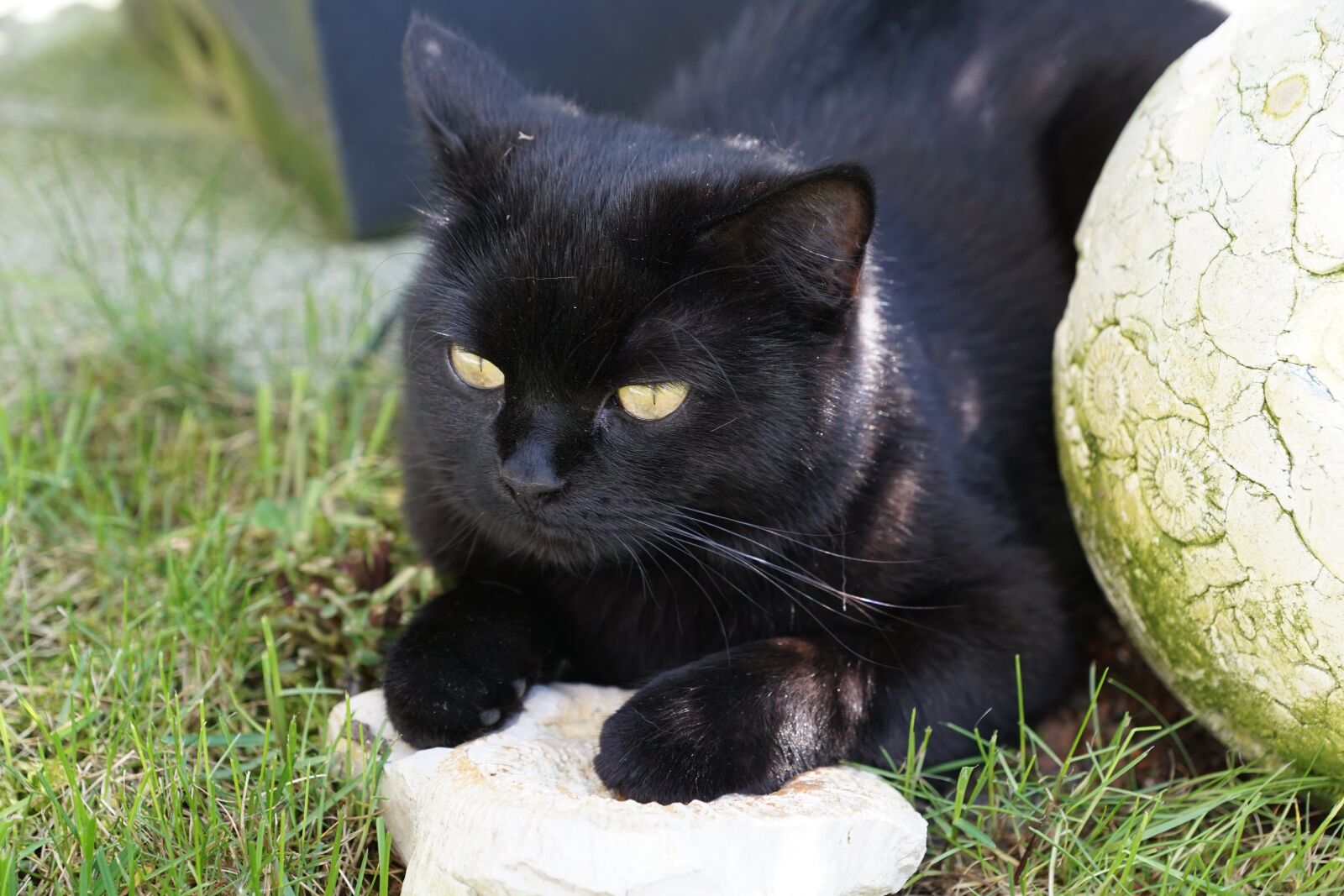 Sony DT 16-50mm F2.8 SSM sample photo. Cat, stone, black photography