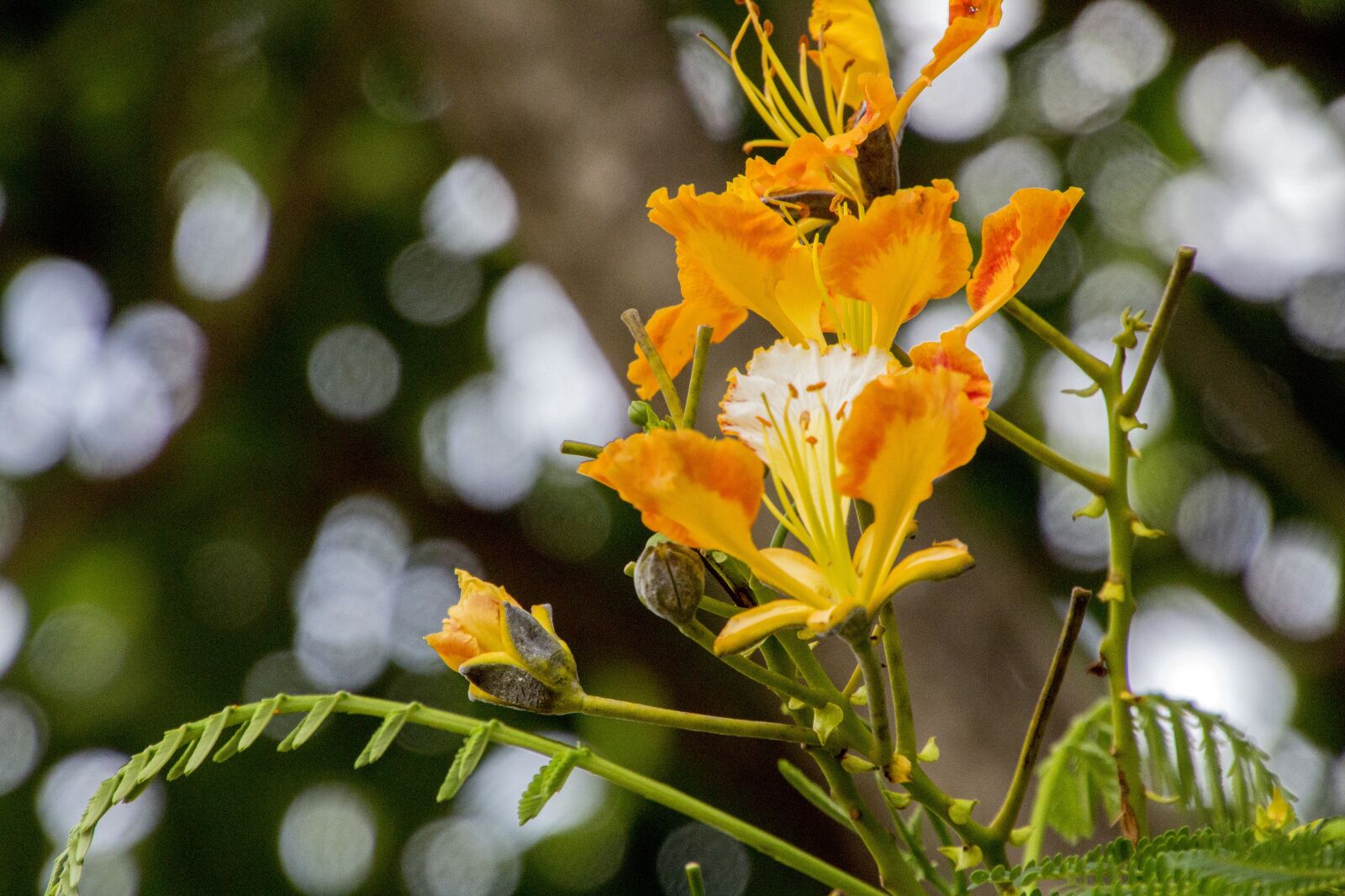 Canon EOS 700D (EOS Rebel T5i / EOS Kiss X7i) sample photo. Flamboyant, flower, flowers photography