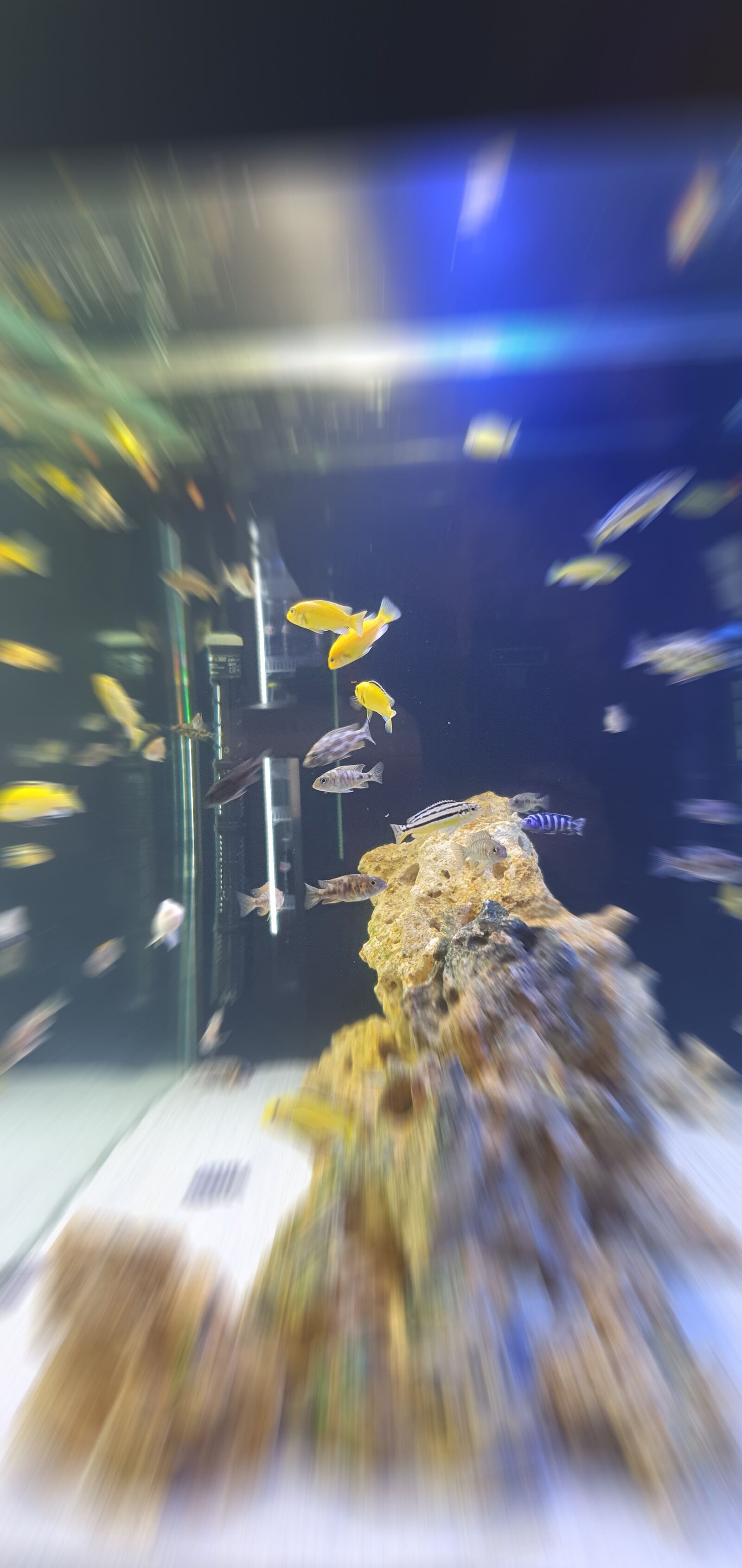 Samsung Galaxy S10+ sample photo. Fish, aqua, underwater photography