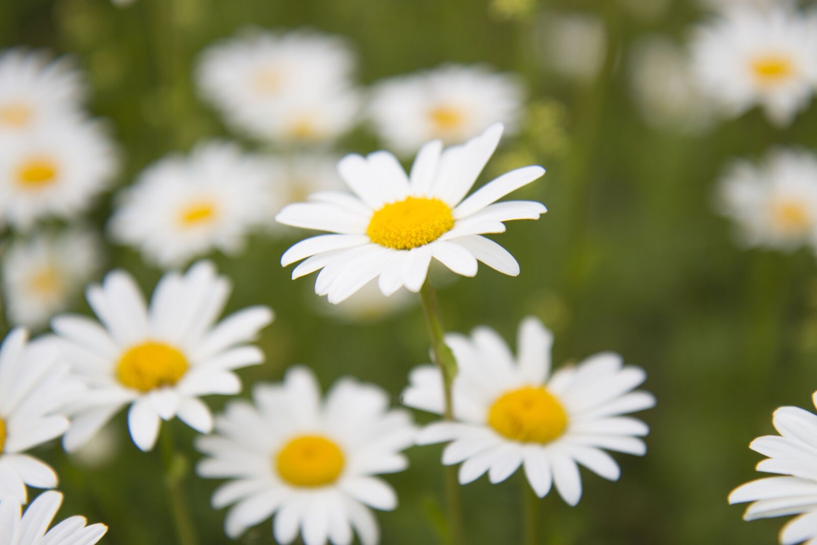Canon EOS 700D (EOS Rebel T5i / EOS Kiss X7i) sample photo. Daisy, meadow meadow, summer photography