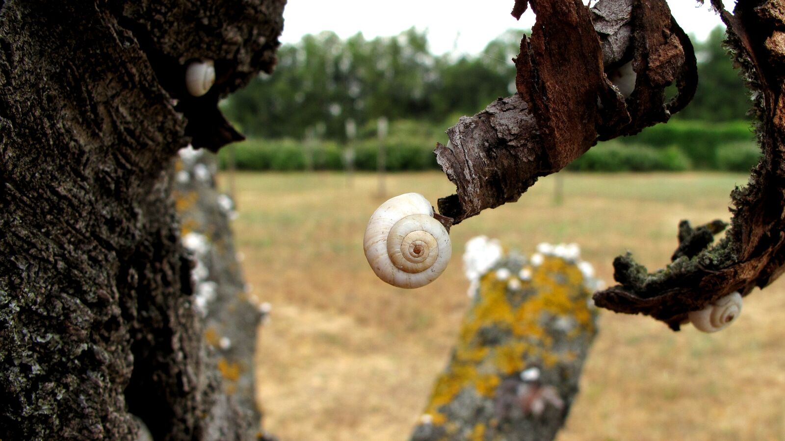 Canon PowerShot G10 sample photo. Nature, snail, shell photography