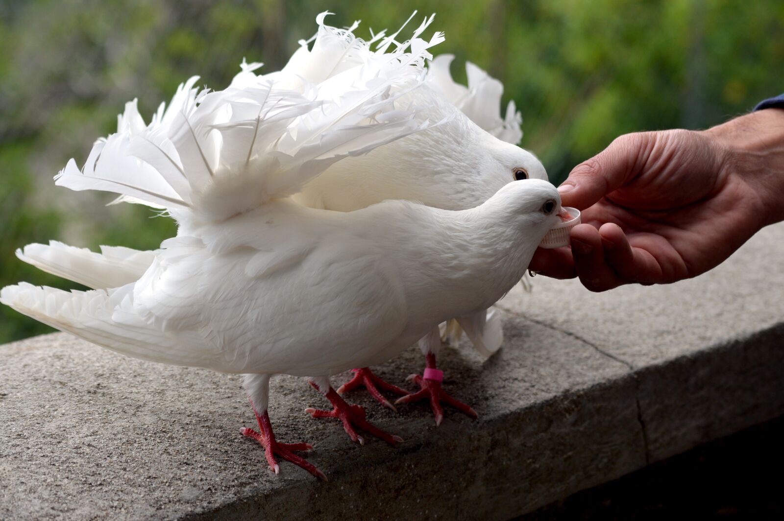 Nikon D3200 sample photo. Pigeons, dove, nature photography