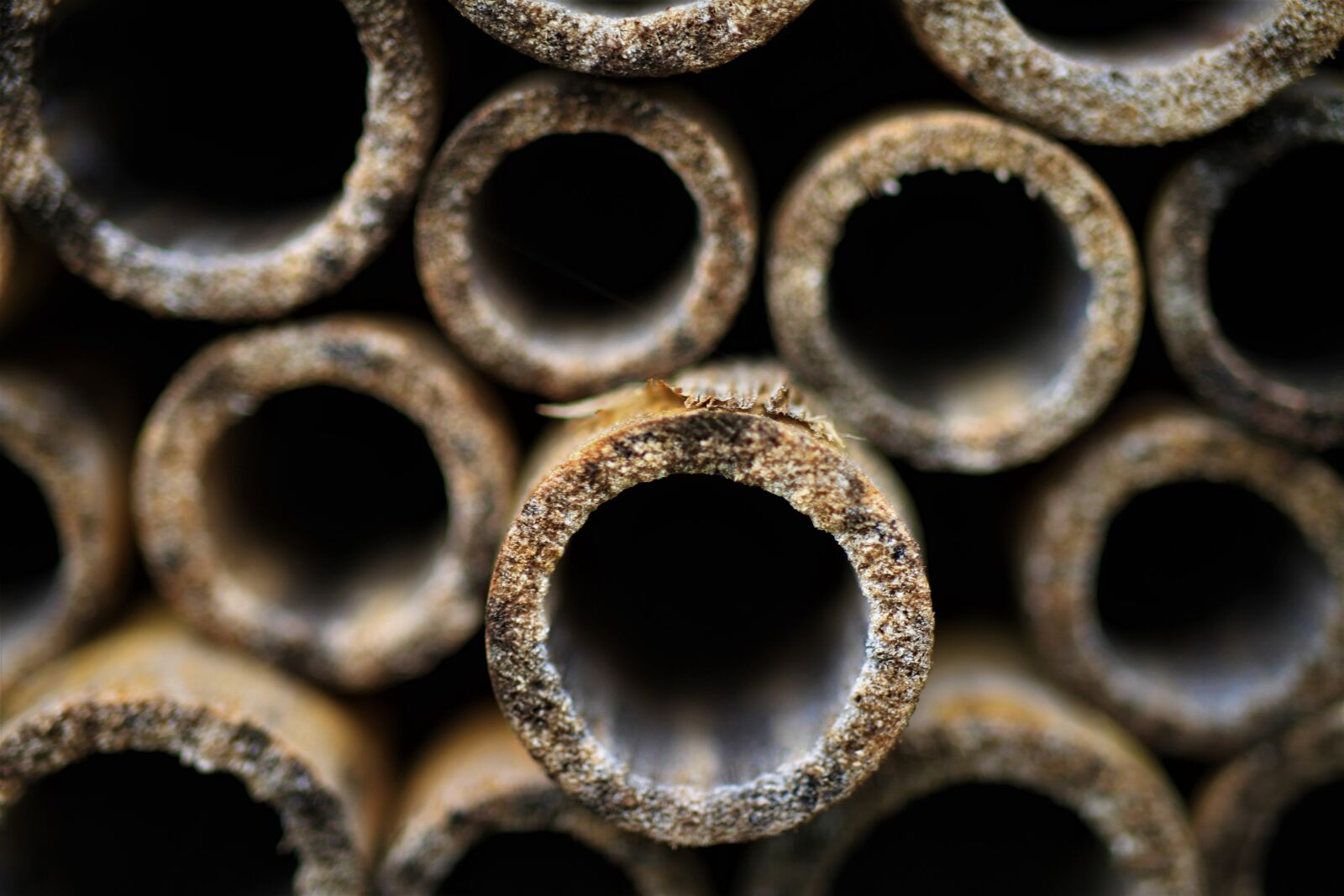 Canon EF-S 35mm F2.8 Macro IS STM sample photo. Insect hotel, pipes, bamboo photography